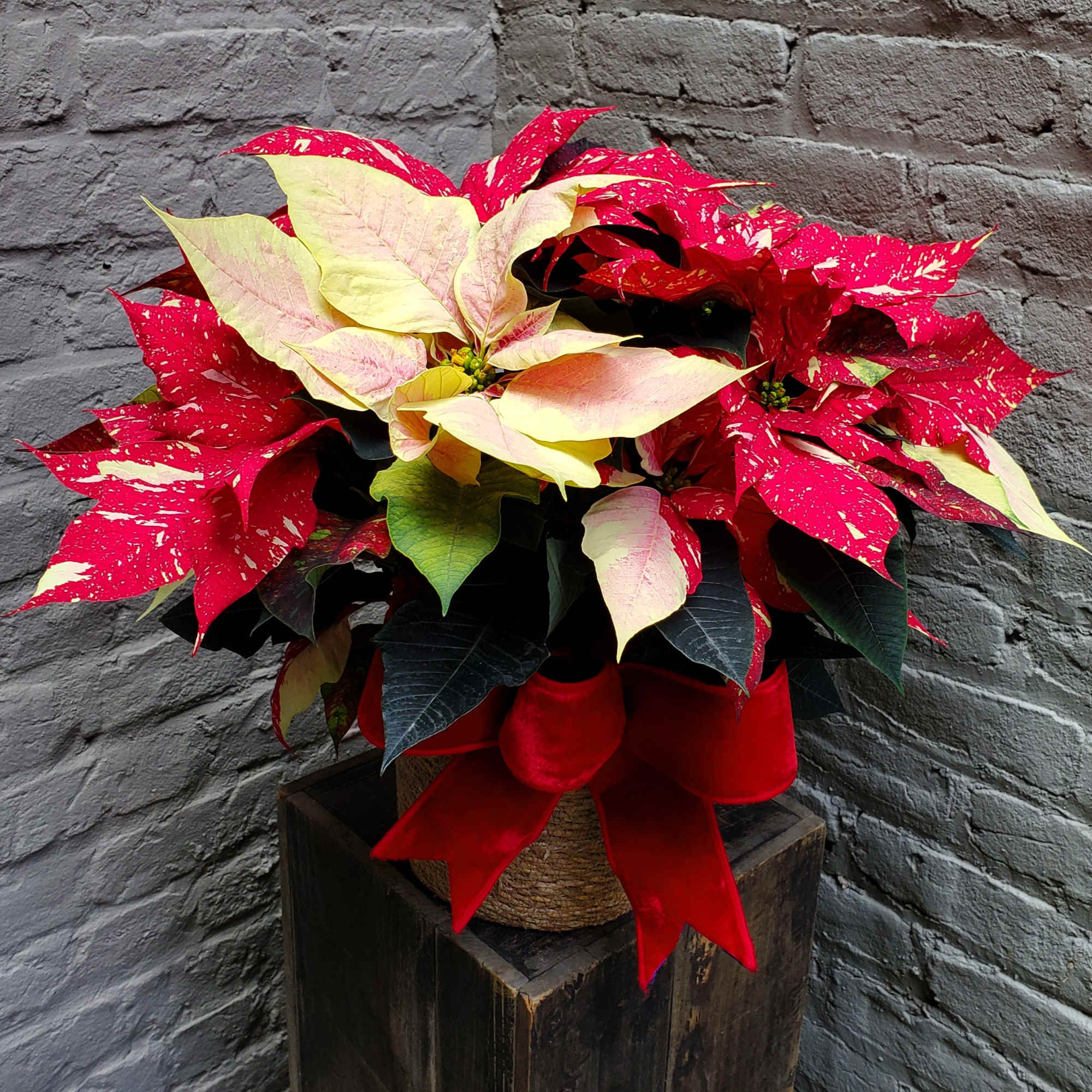 Nothing says holidays like a festive poinsettia plant!  This 6&quot; blooming