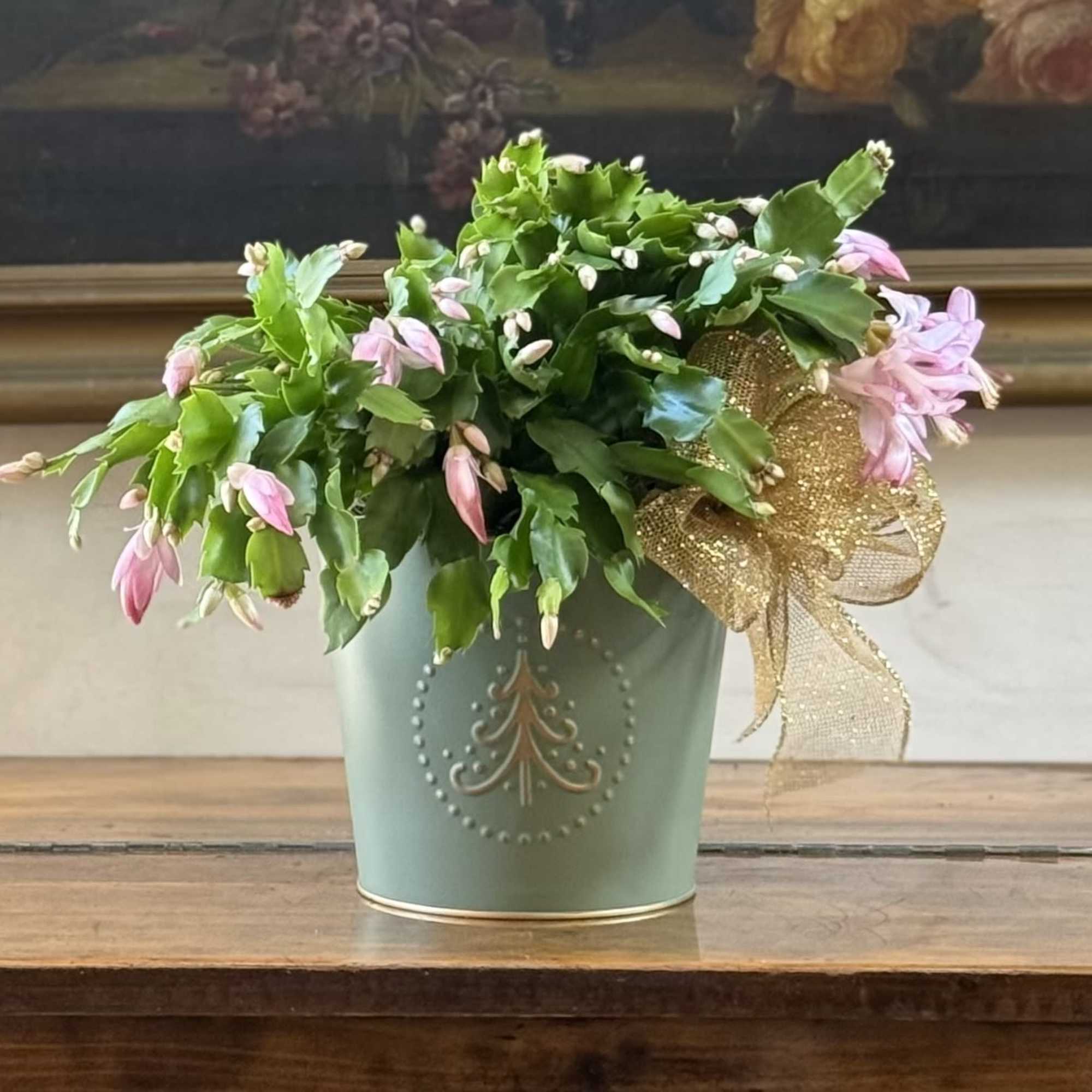 Pink or red we will choose the nicest plant available - Lovely