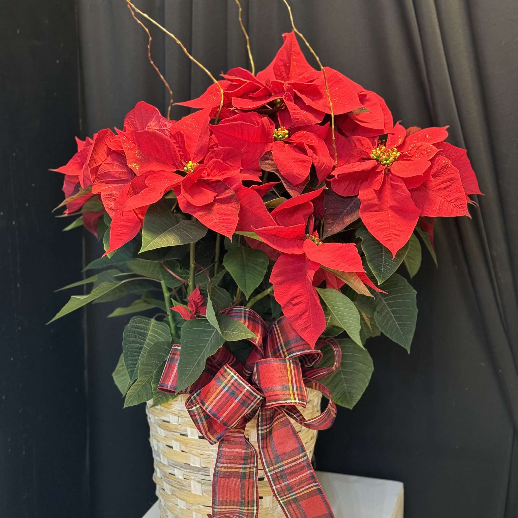 Beautiful Poinsettia placed in a container decorated. *Container subject to Availability.*
