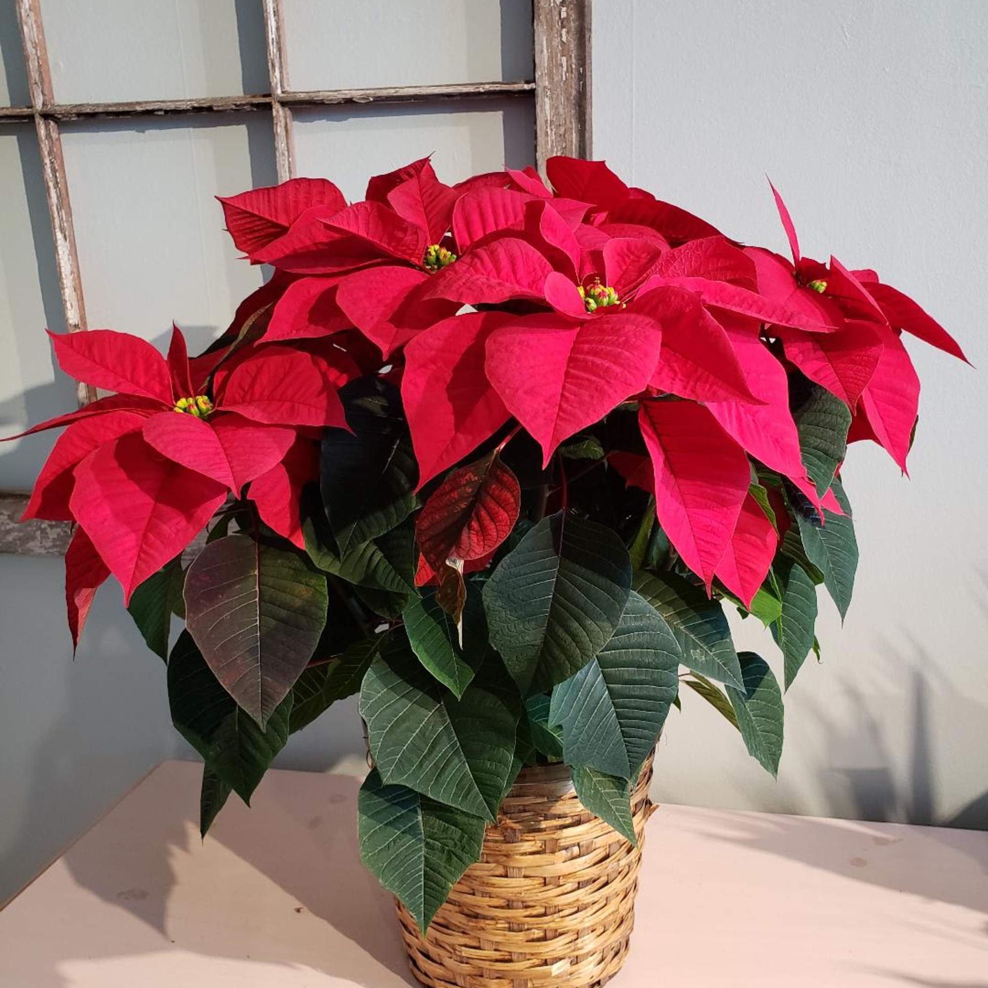 Locally grown so they will last a very long time. Delivered in