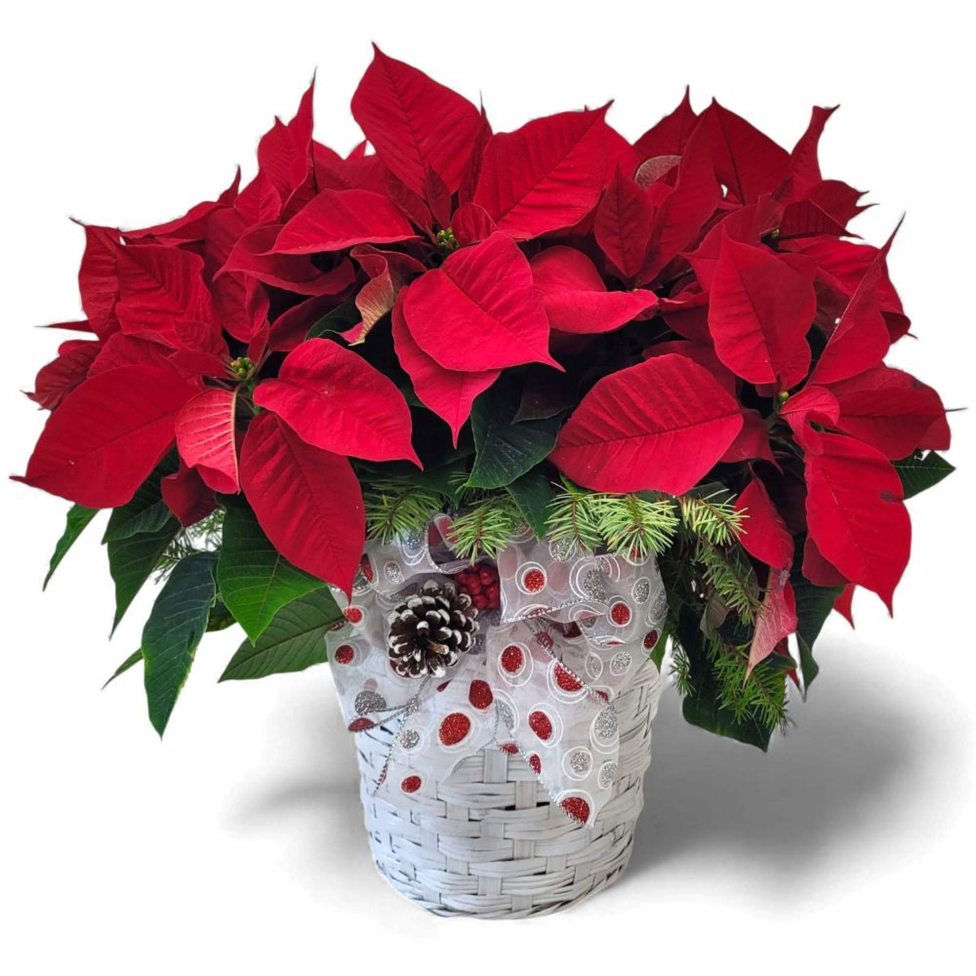 Our beautiful poinsettia plant brings the joy of the holiday season to