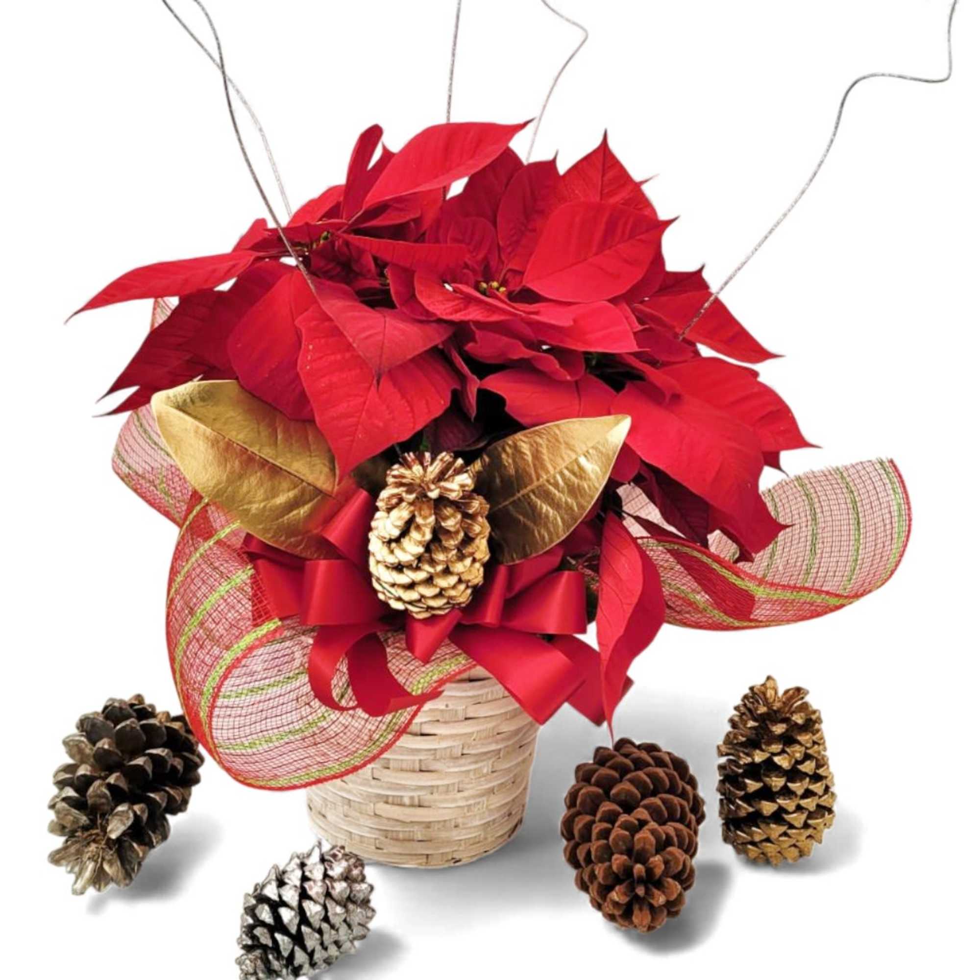 Our beautiful poinsettia plant brings the joy of the holiday season to