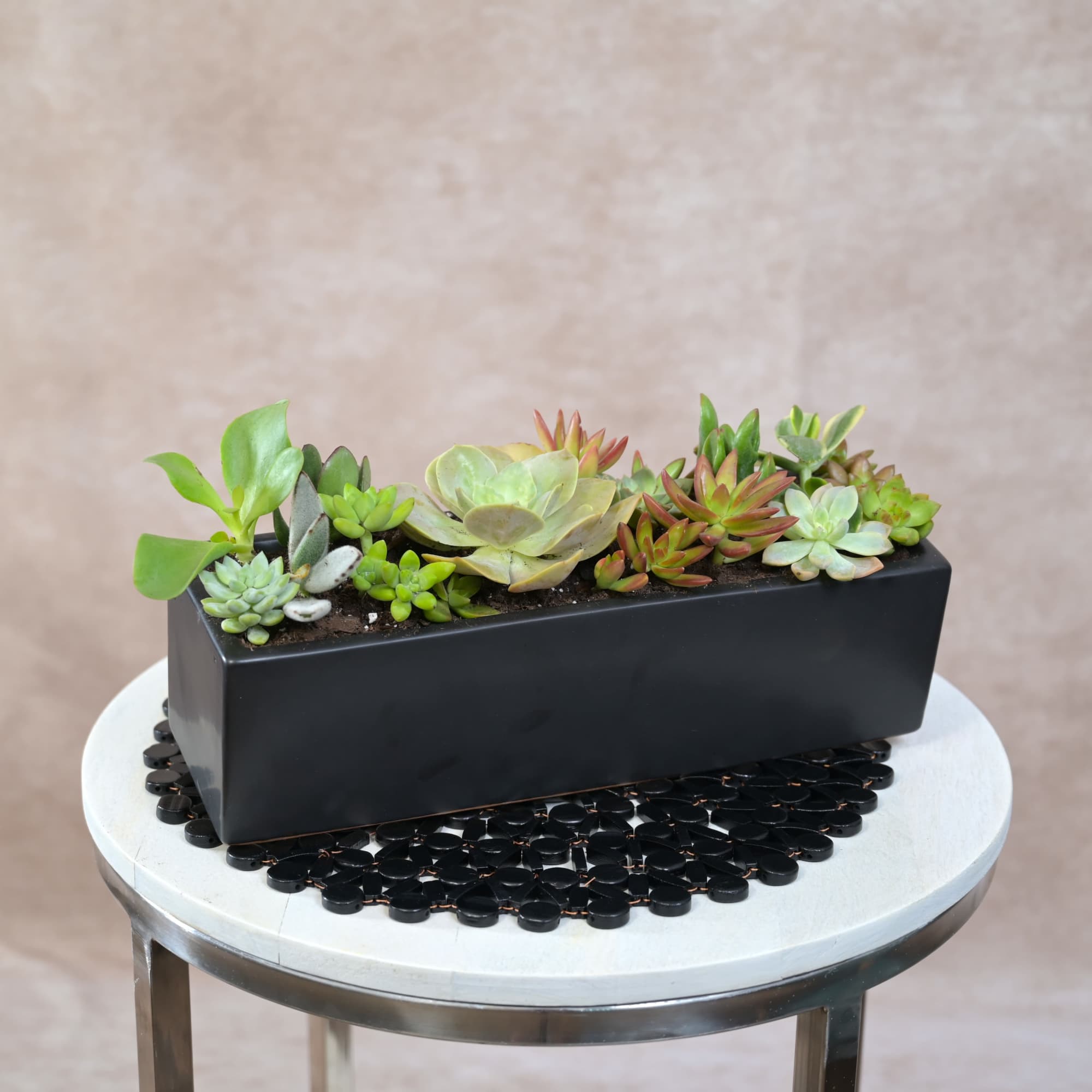 

Elegant Succulent Garden in Black Ceramic
Approx. Size: 14" x 4"

Modern, long-lasting, and