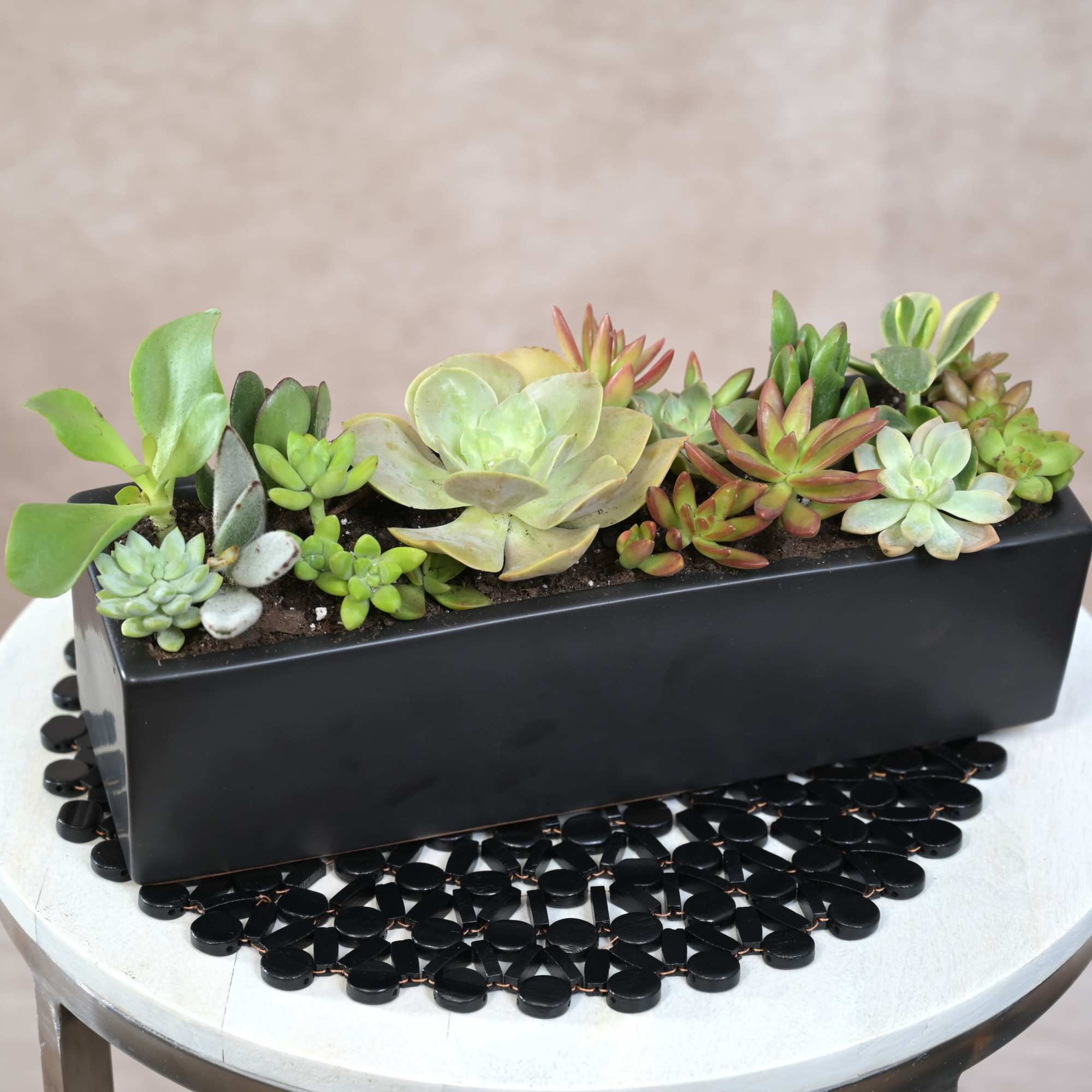 

Elegant Succulent Garden in Black Ceramic
Approx. Size: 14" x 4"

Modern, long-lasting, and