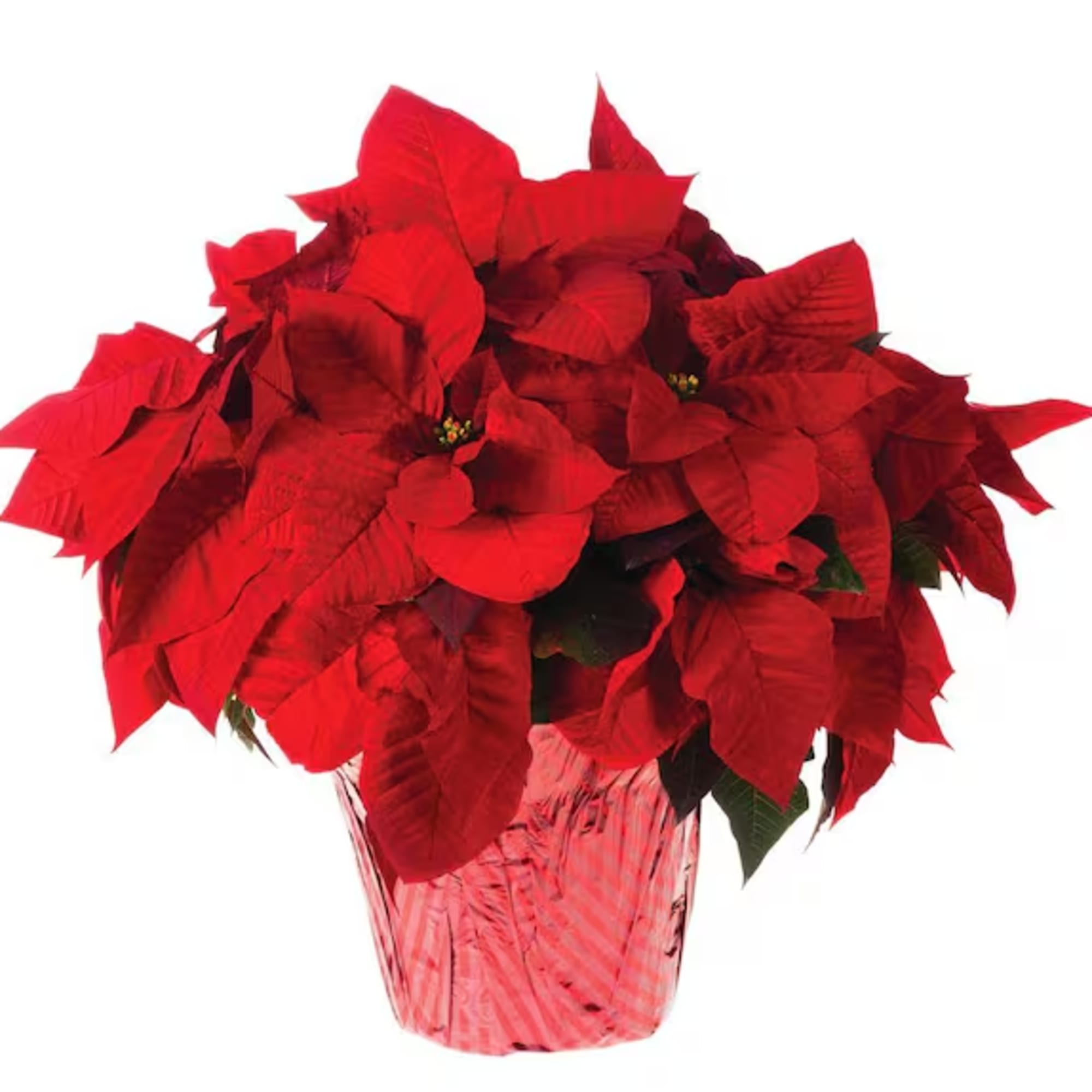 This poinsettia plant comes in a beautiful holiday foil. Each plant averages