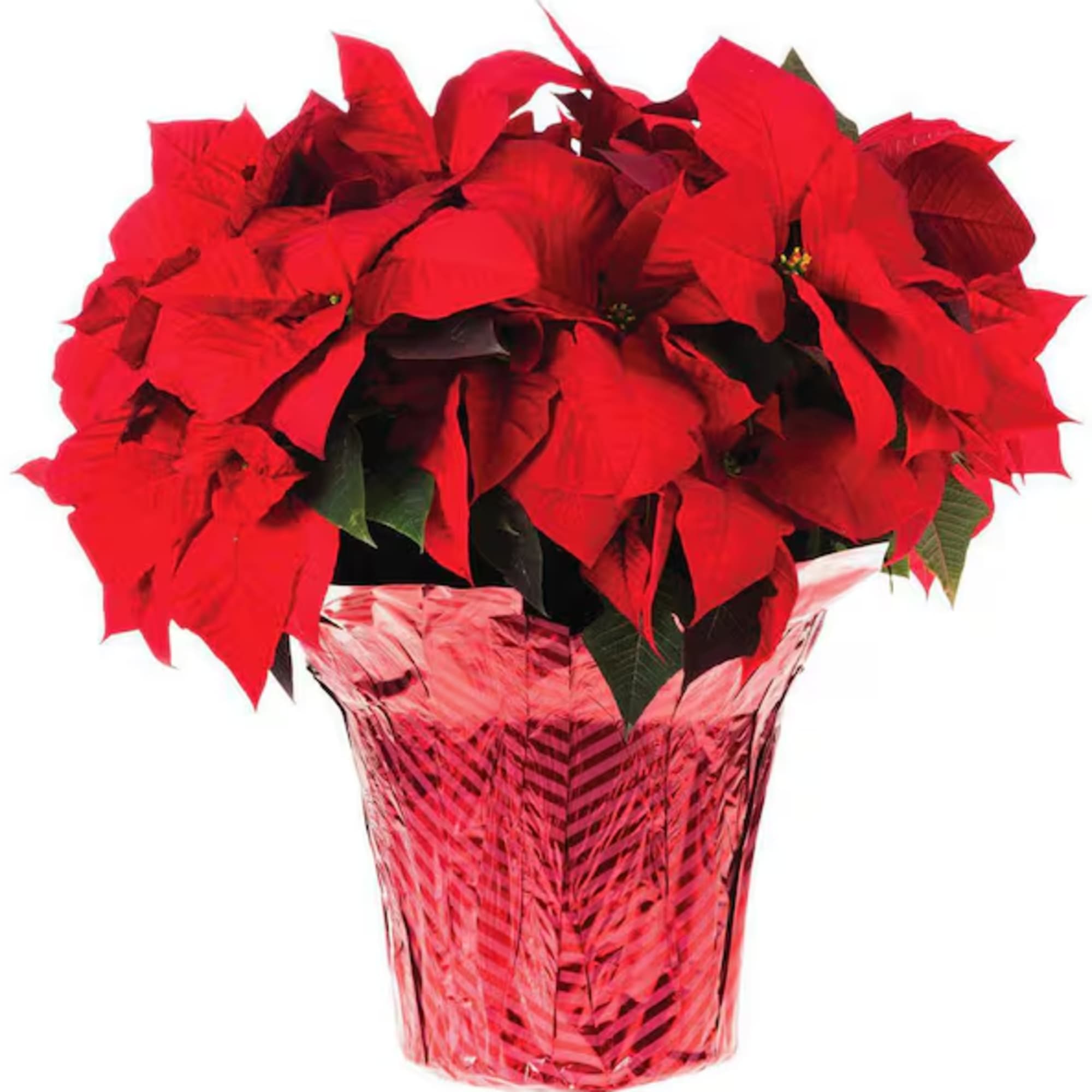 This poinsettia plant comes in a beautiful holiday foil. Each plant averages