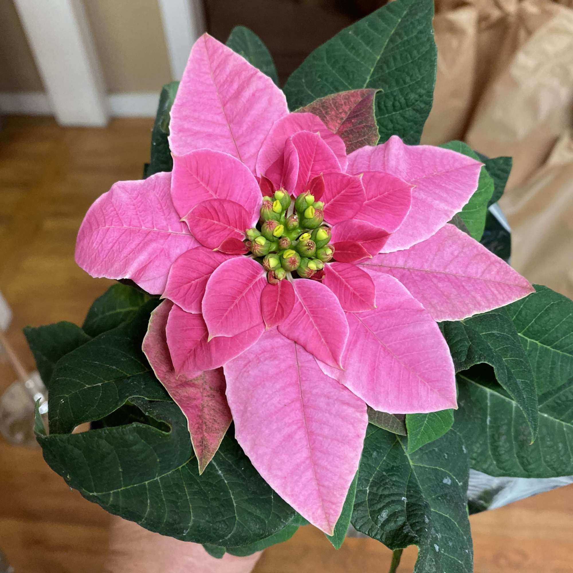 Adorable petite bright pink poinsettia ideal gift for a desk or small