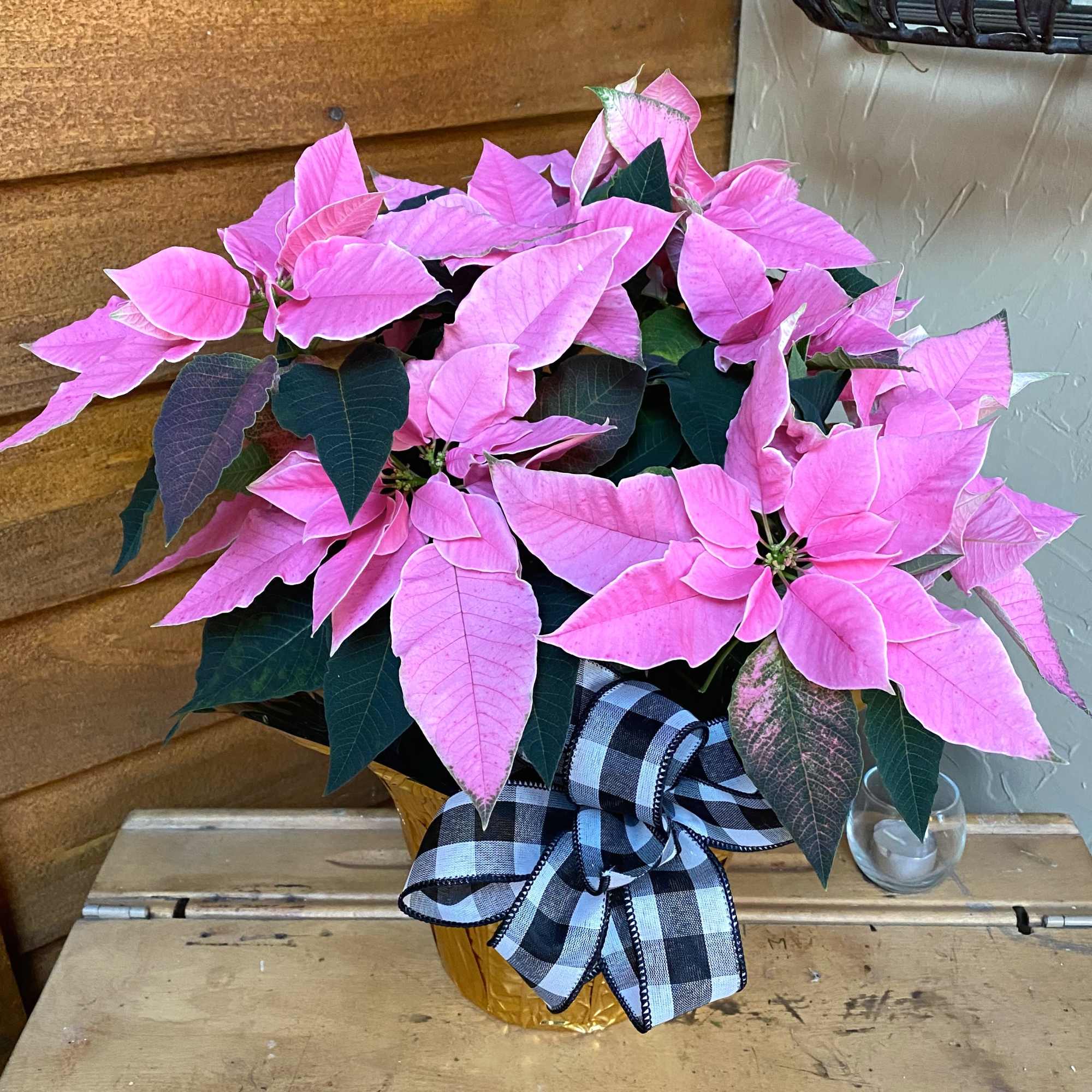 Honestly, the most beautiful pink poinsettia that I have ever seen! 