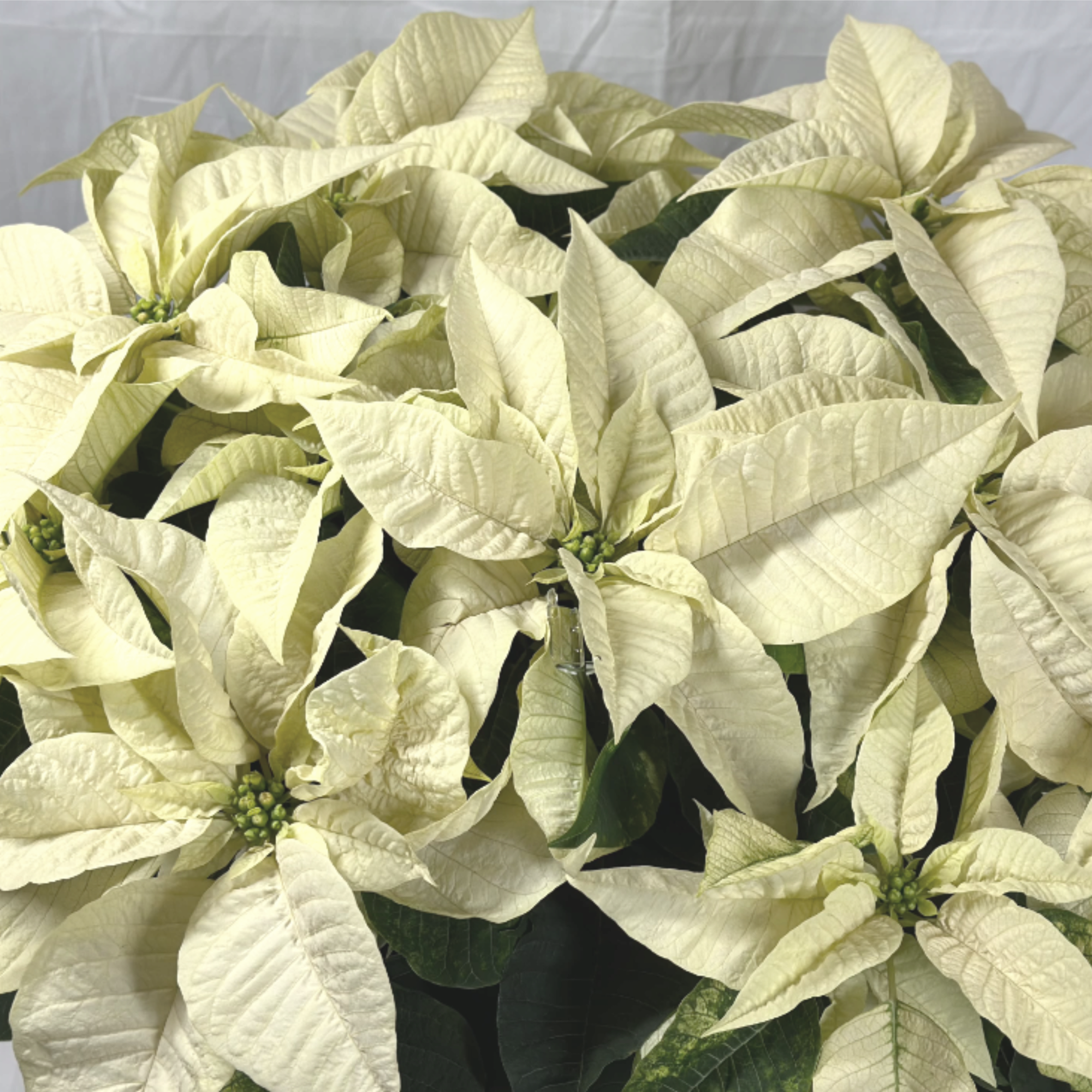 Nothing says the holidays quite like a beautiful poinsettia, with stunning blooms!