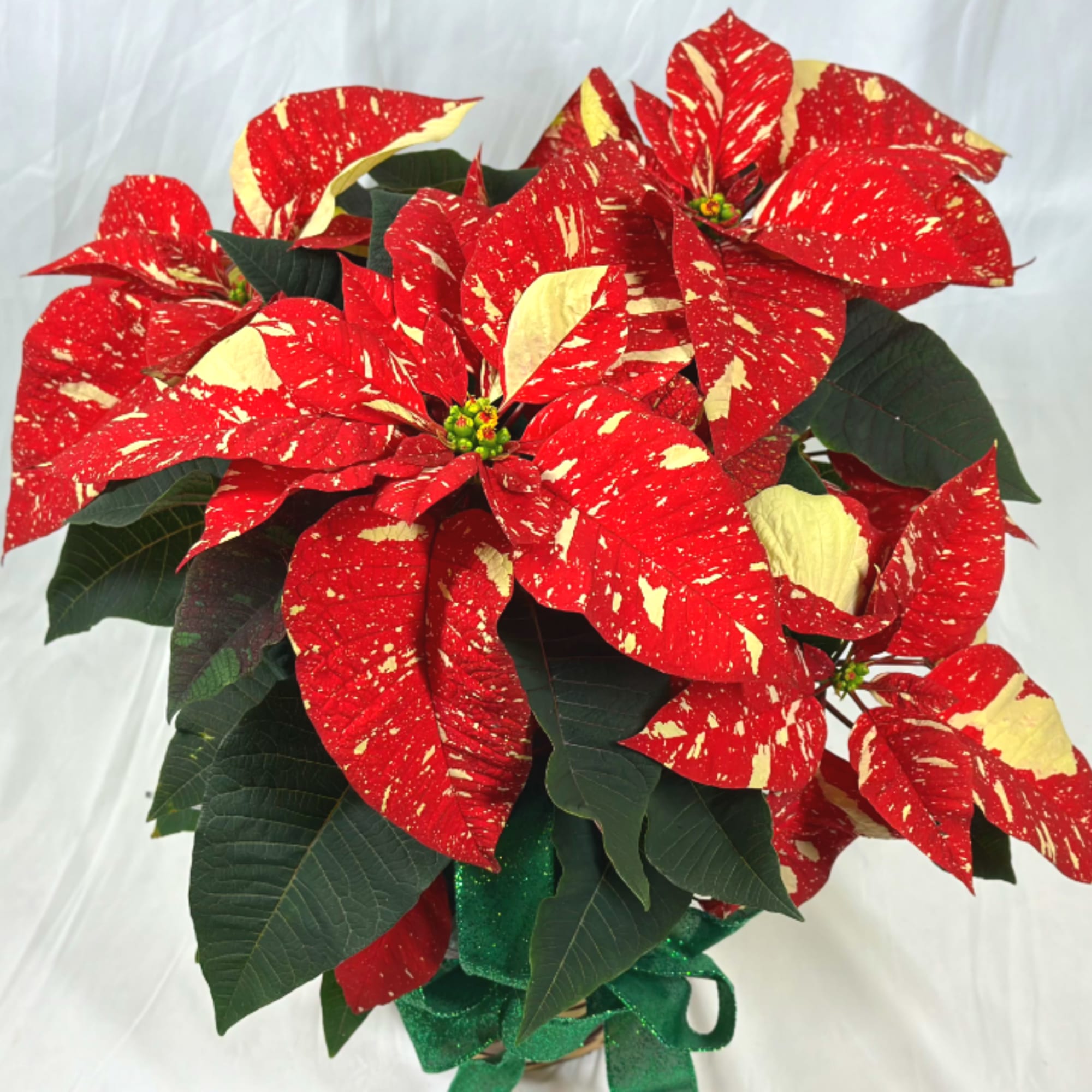 Nothing says the holidays quite like a beautiful poinsettia, with stunning blooms!