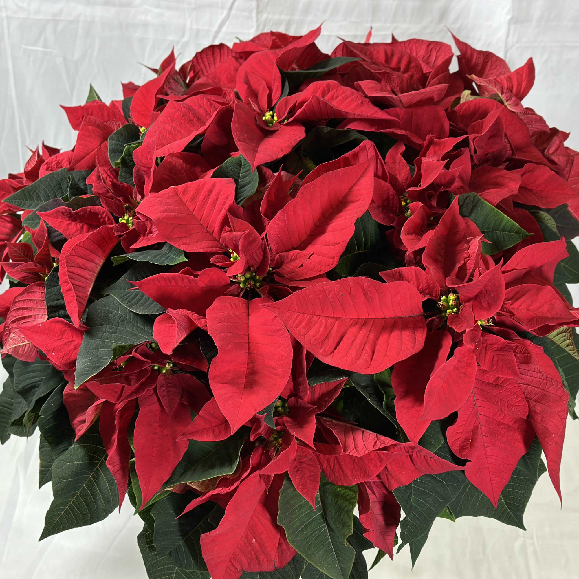 Nothing says the holidays quite like a beautiful poinsettia, with stunning blooms!