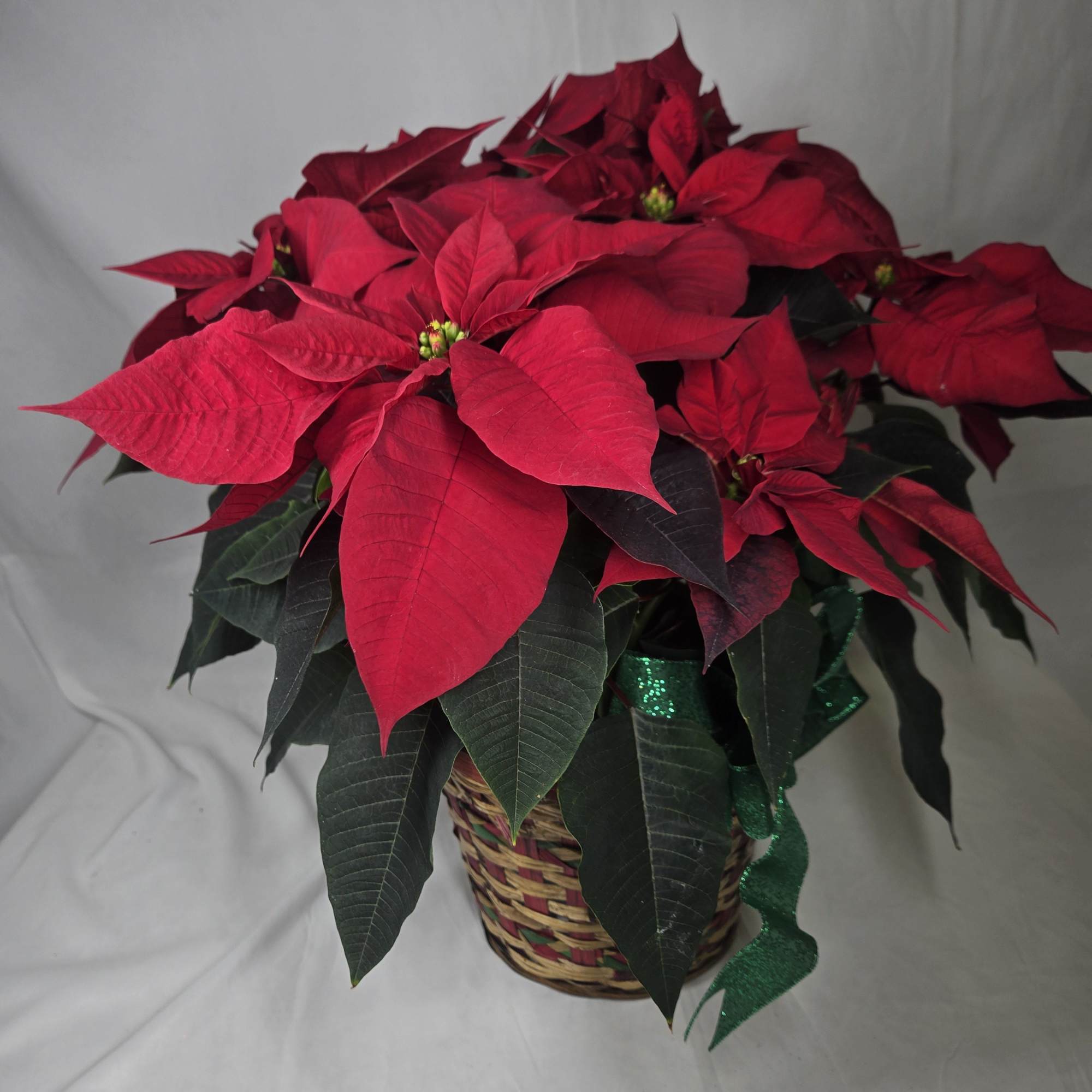 Nothing says the holidays quite like a beautiful poinsettia, with stunning blooms!