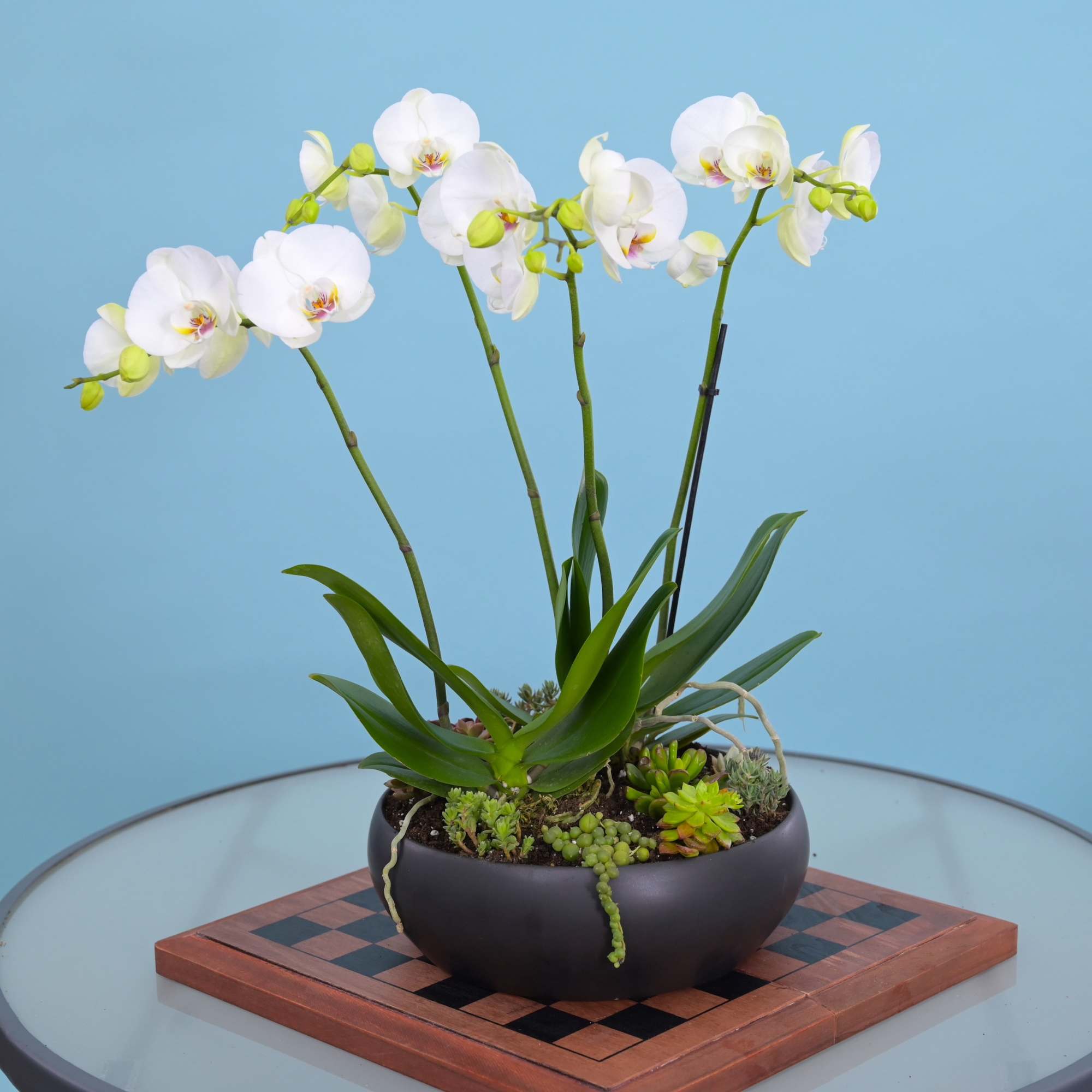 
Color of orchids may vary based on availability. If you have a