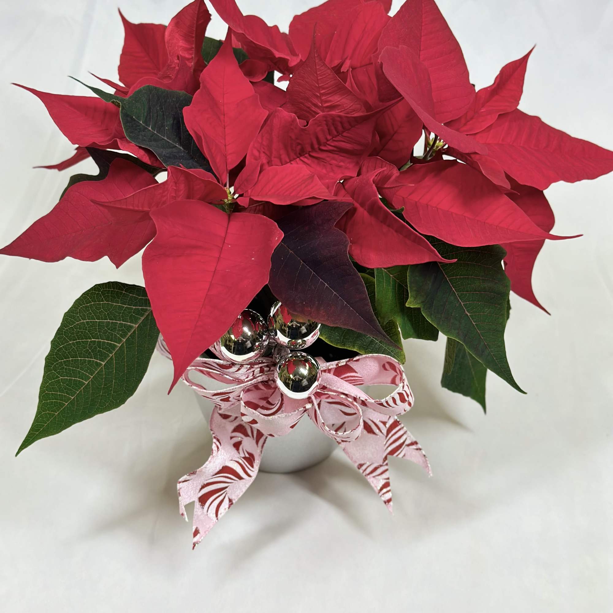 Our smallest poinsettia plants are equally as lovely and festive as our