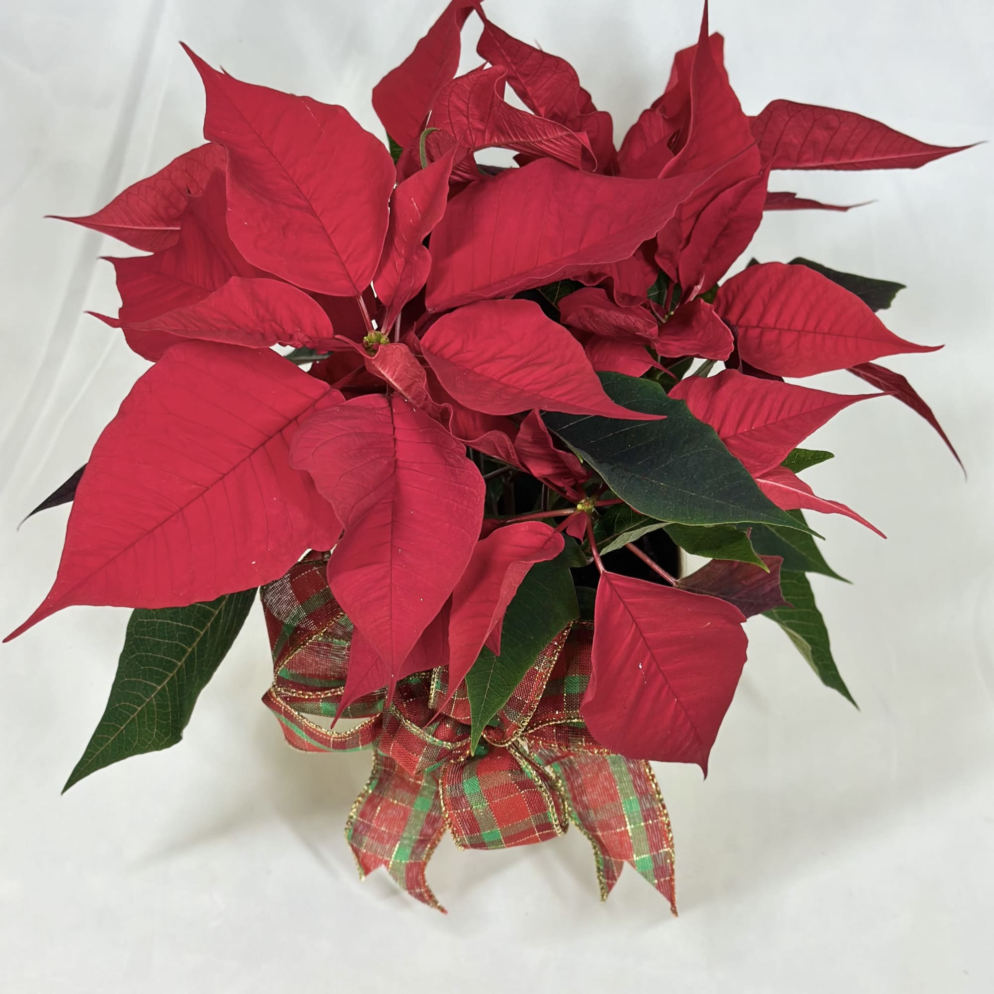Our smallest poinsettia plants are equally as lovely and festive as our