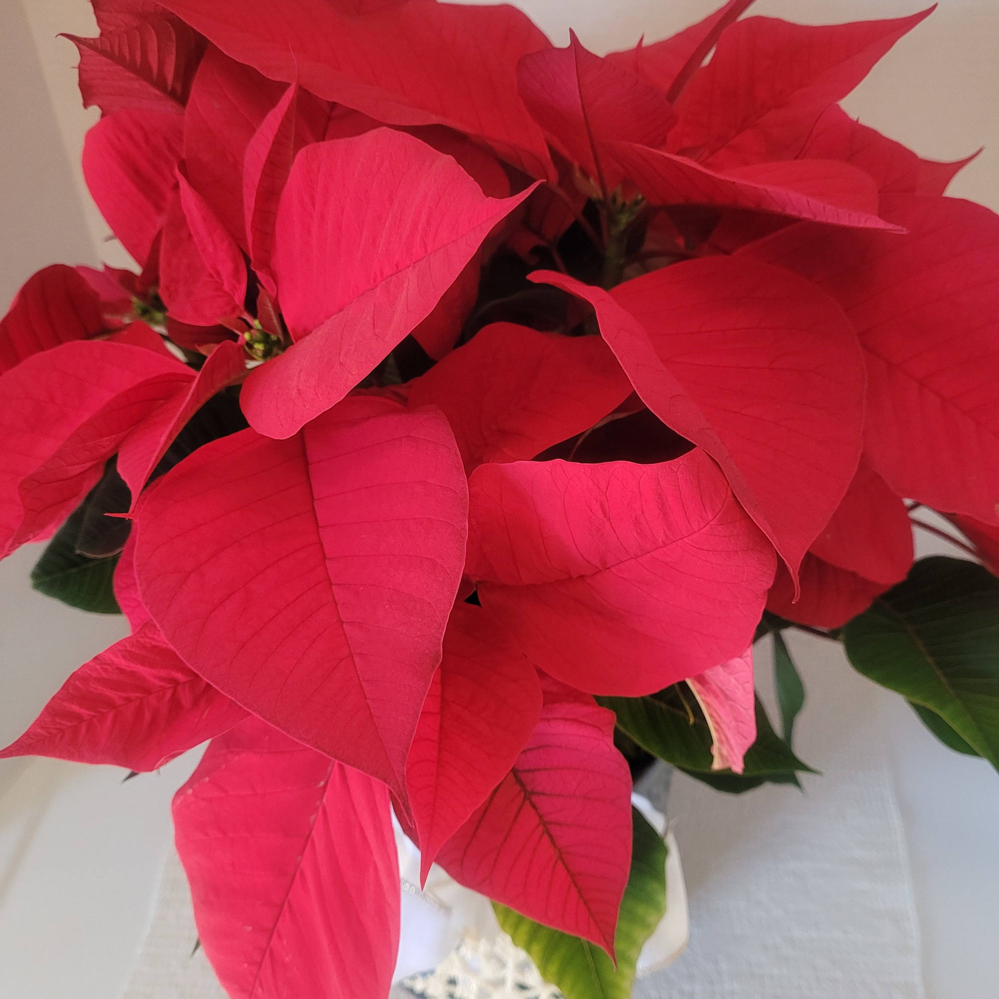 A large red poinsettia featured in a dark green botanical themed ceramic.