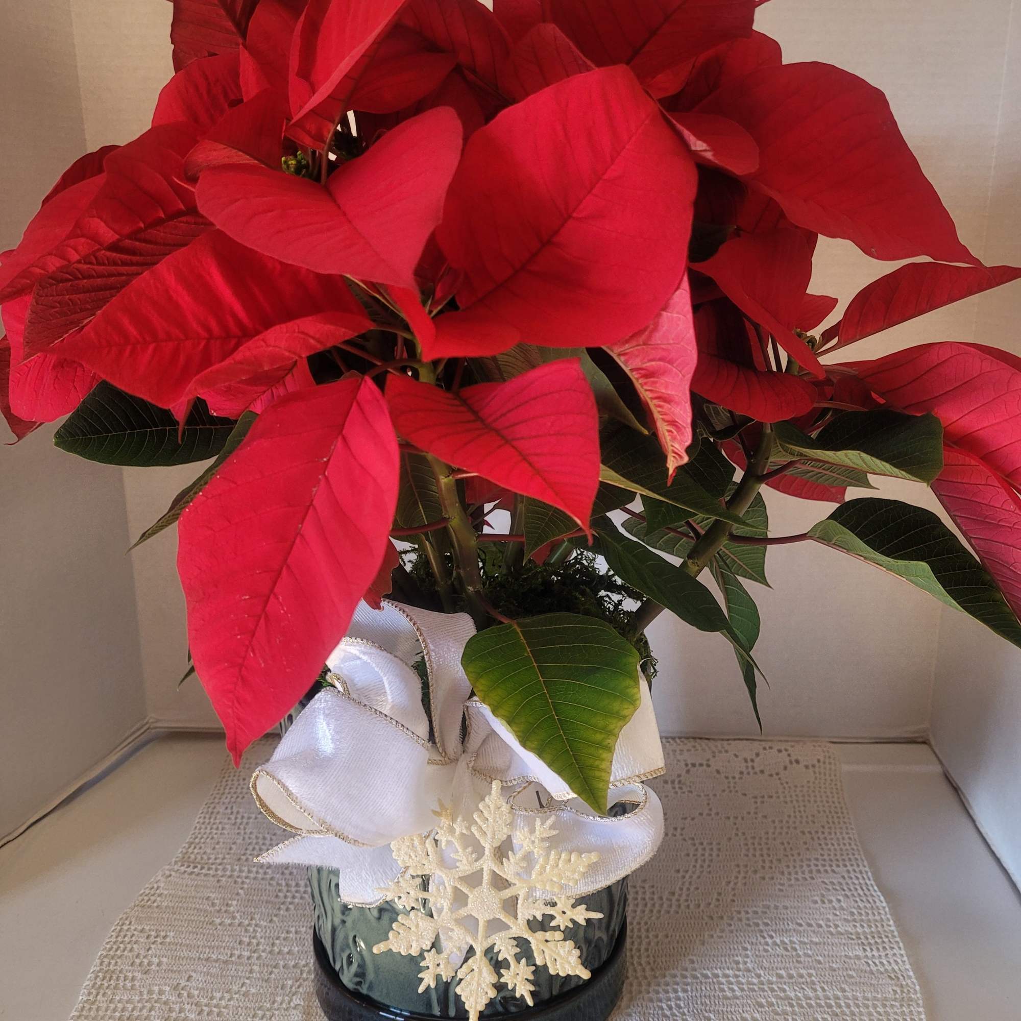 A large red poinsettia featured in a dark green botanical themed ceramic.