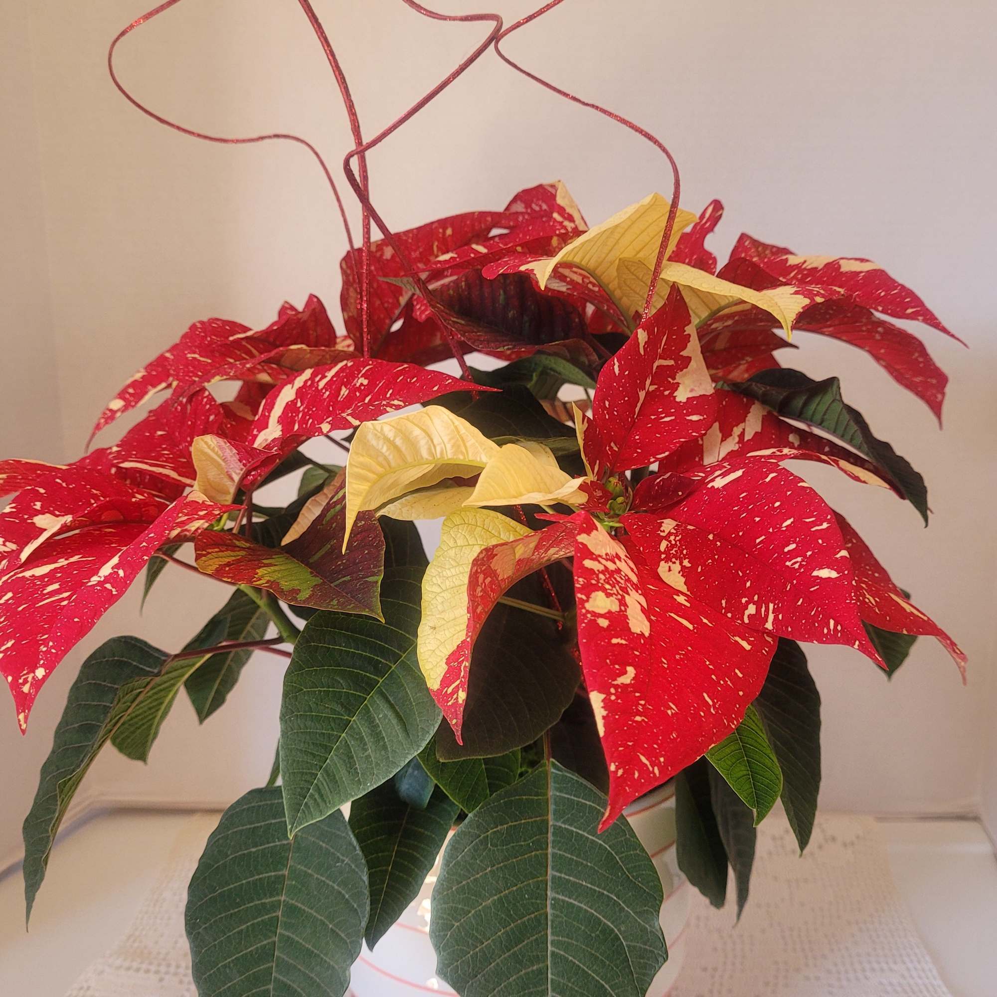 A unique poinsettia featured in a red and white ceramic container. Ideal
