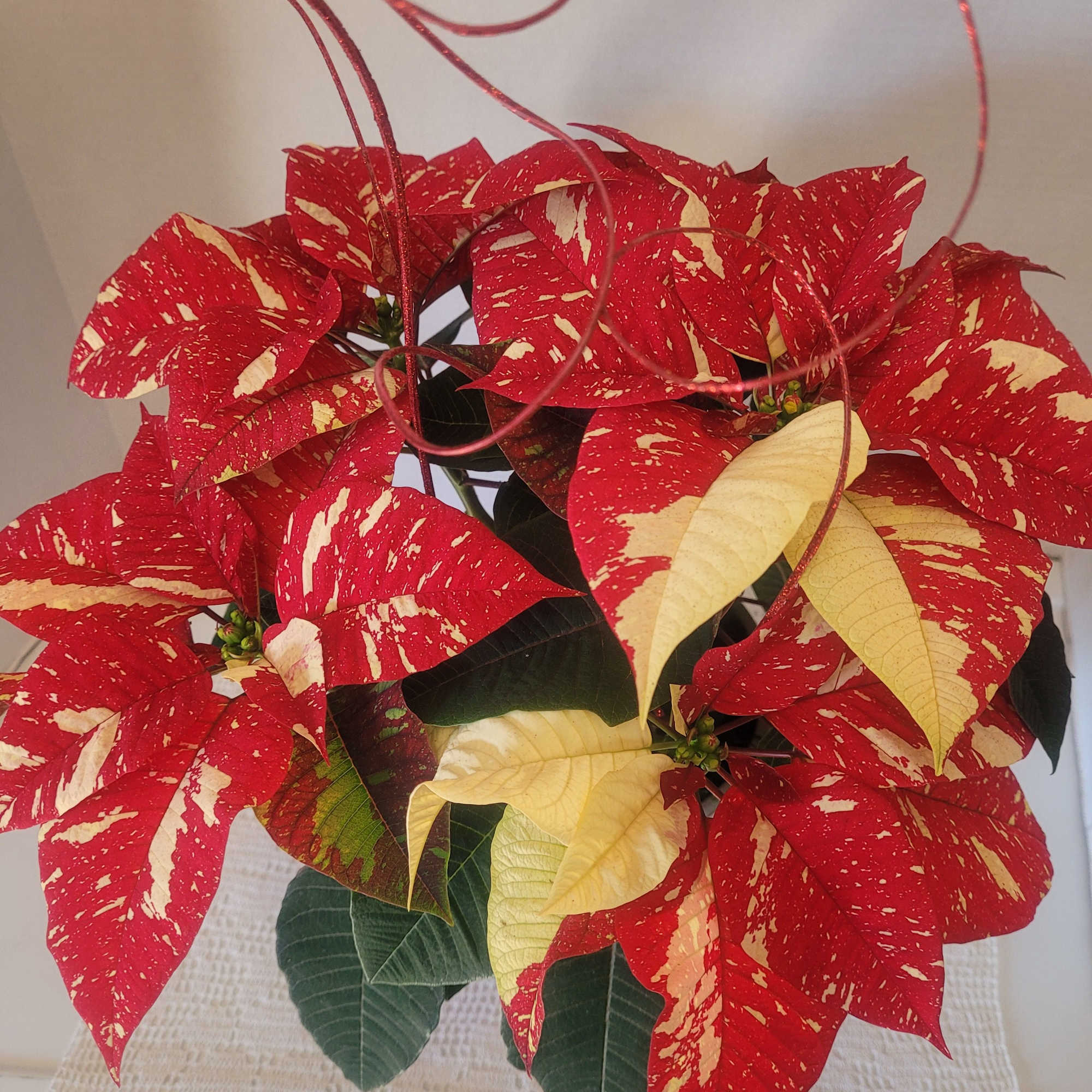 A unique poinsettia featured in a red and white ceramic container. Ideal