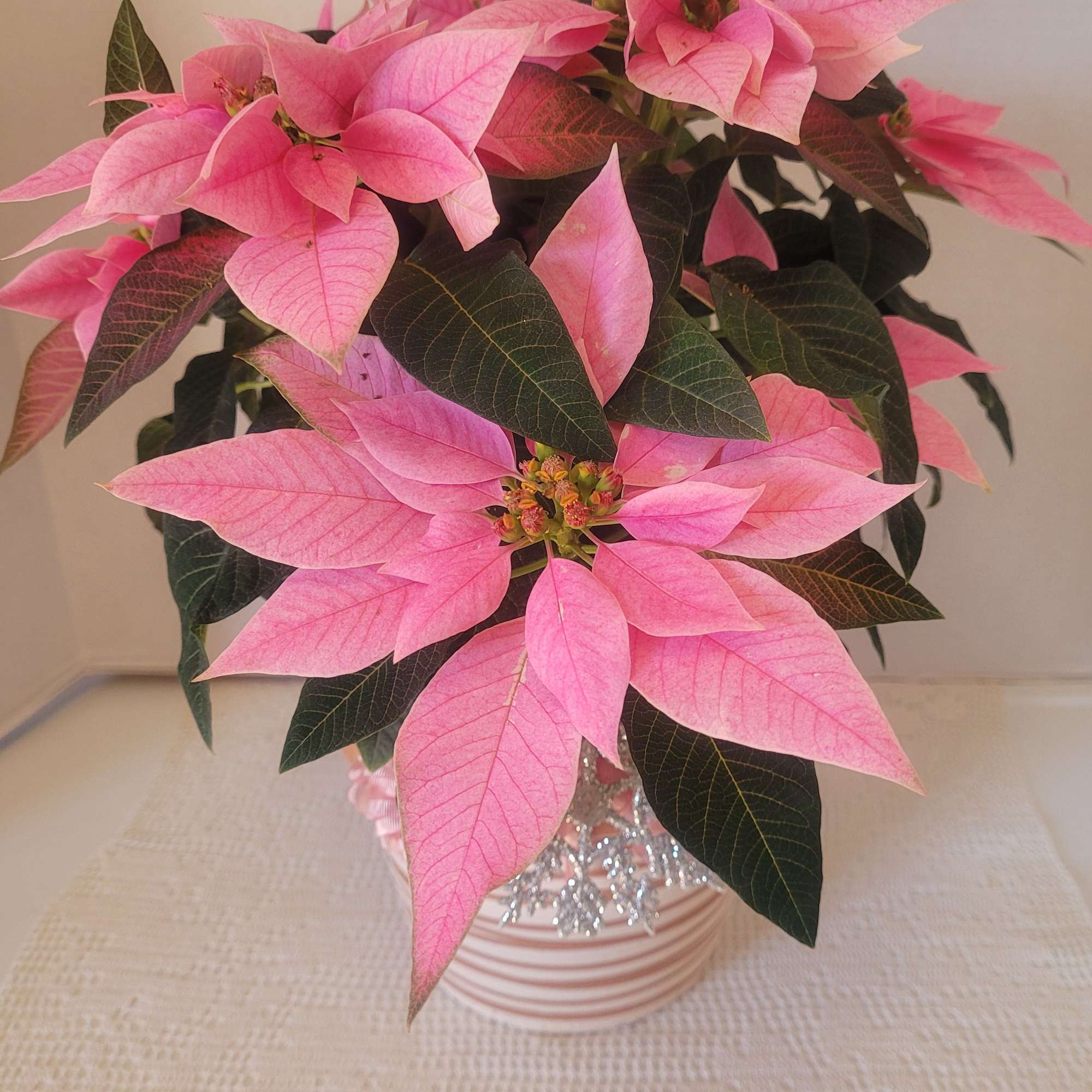 This poinsettia is unique in color but very beautiful. It&#039;s fresh and