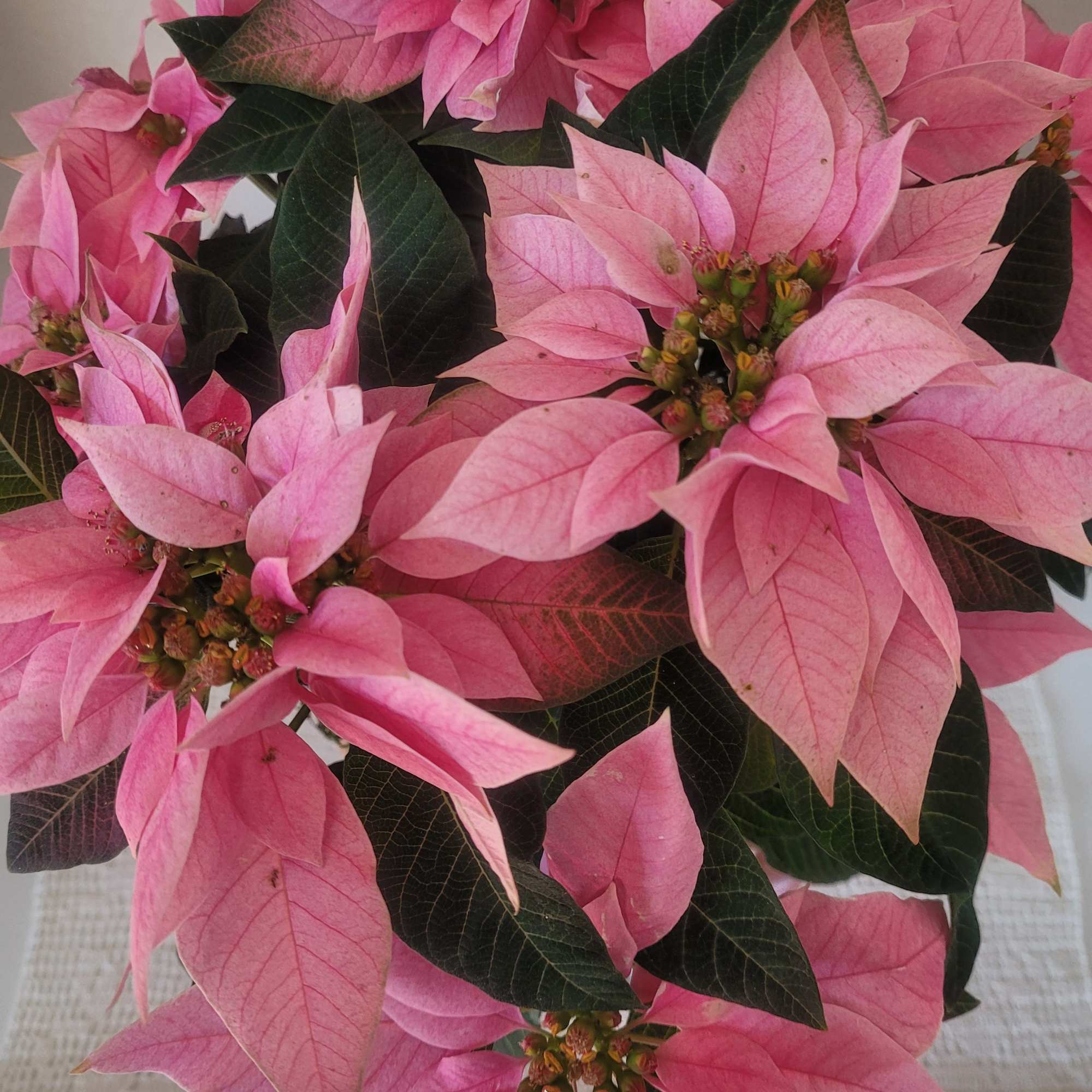 This poinsettia is unique in color but very beautiful. It&#039;s fresh and