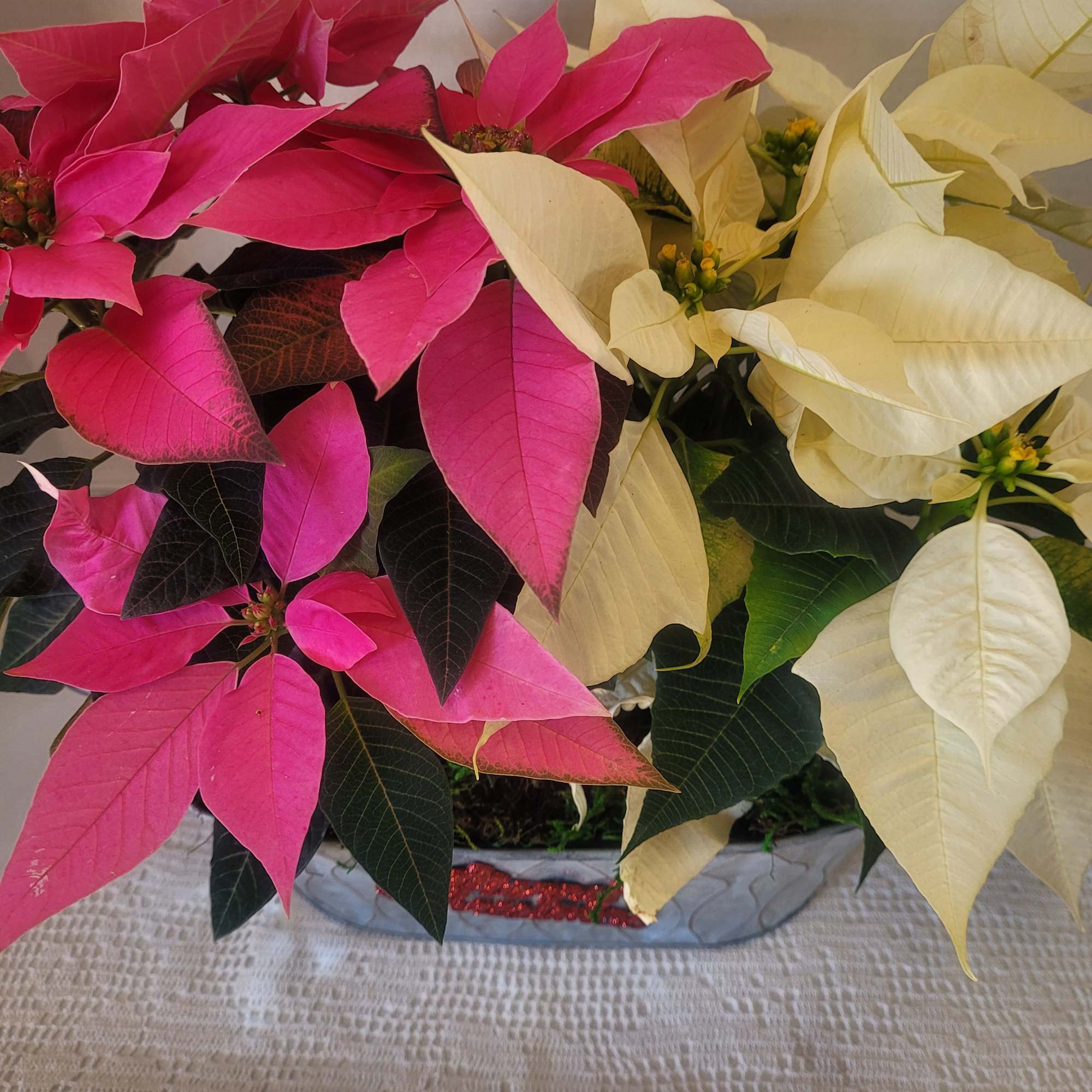 A very festive combo of pink and white poinsettias. Add a splash