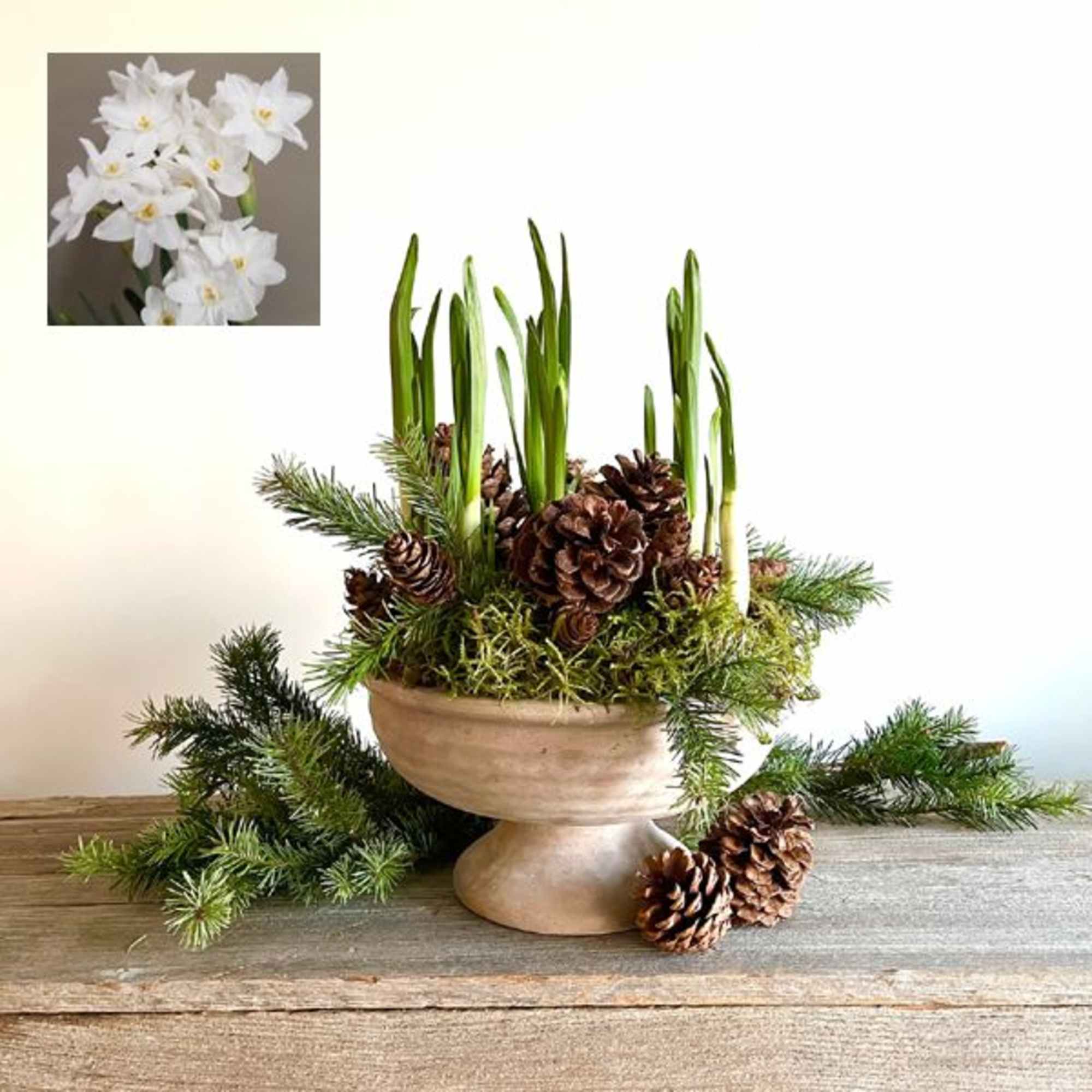 Fill your home with the sweet fragrance of paperwhite narcissus and embrace