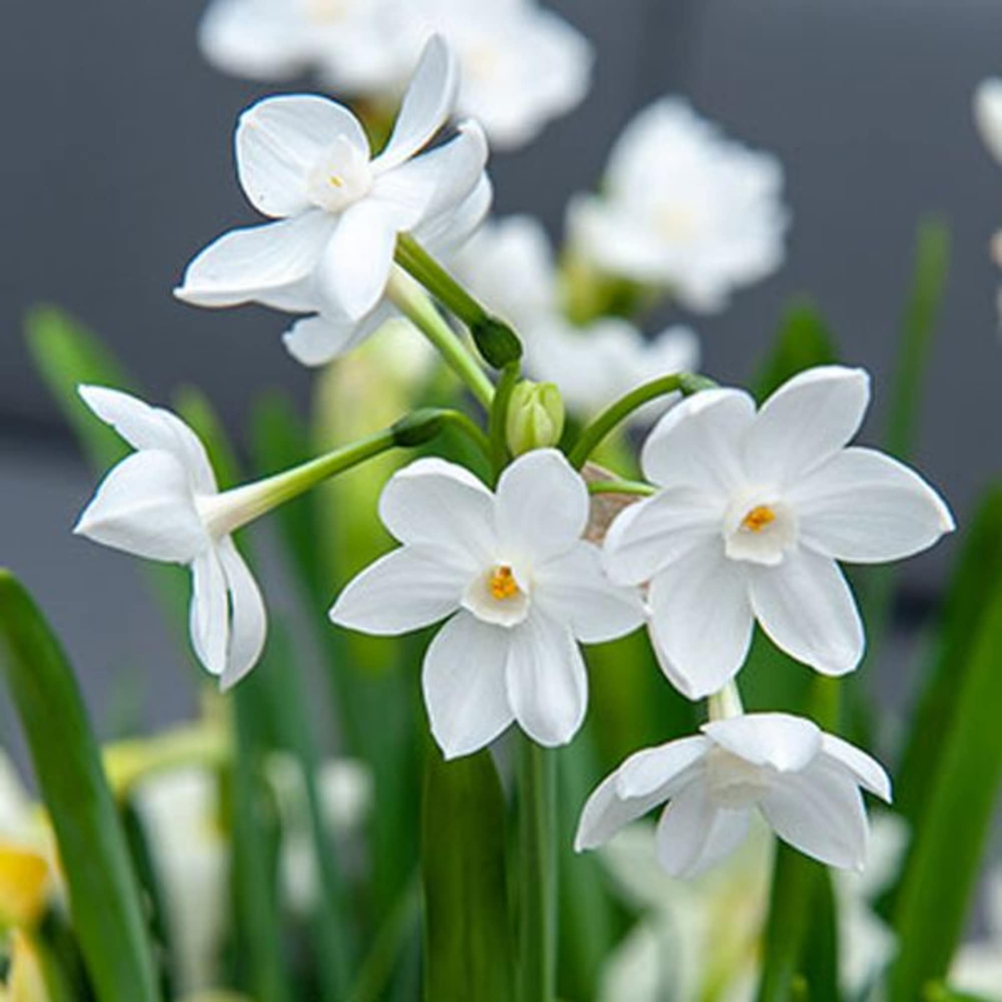 Fill your home with the sweet fragrance of paperwhite narcissus and embrace