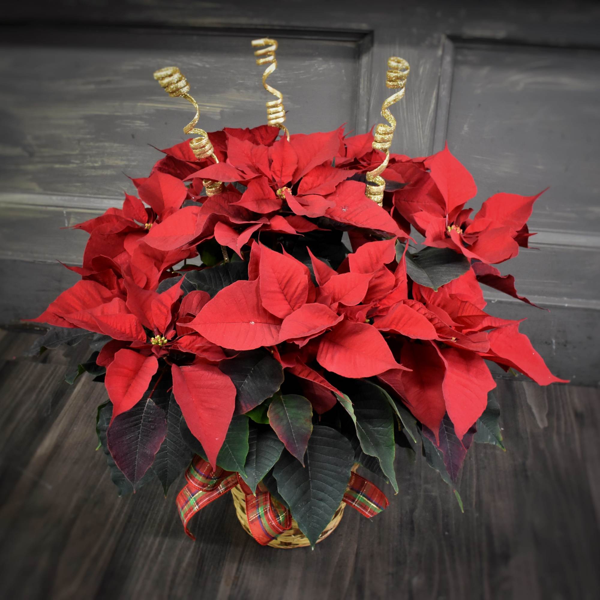 These beautiful Poinsettia plants are delivered in a basket with a festive
