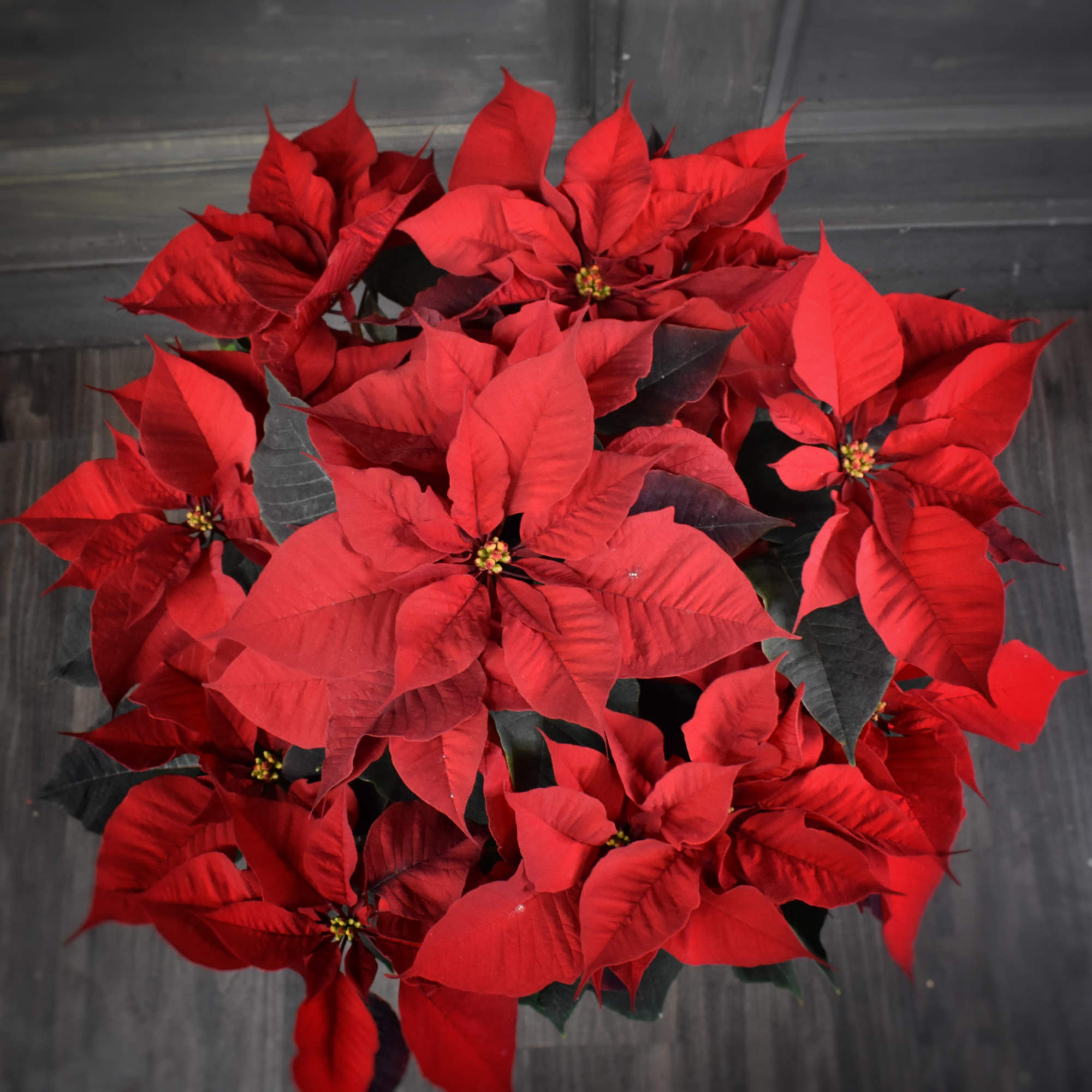 These beautiful Poinsettia plants are delivered in a basket with a festive