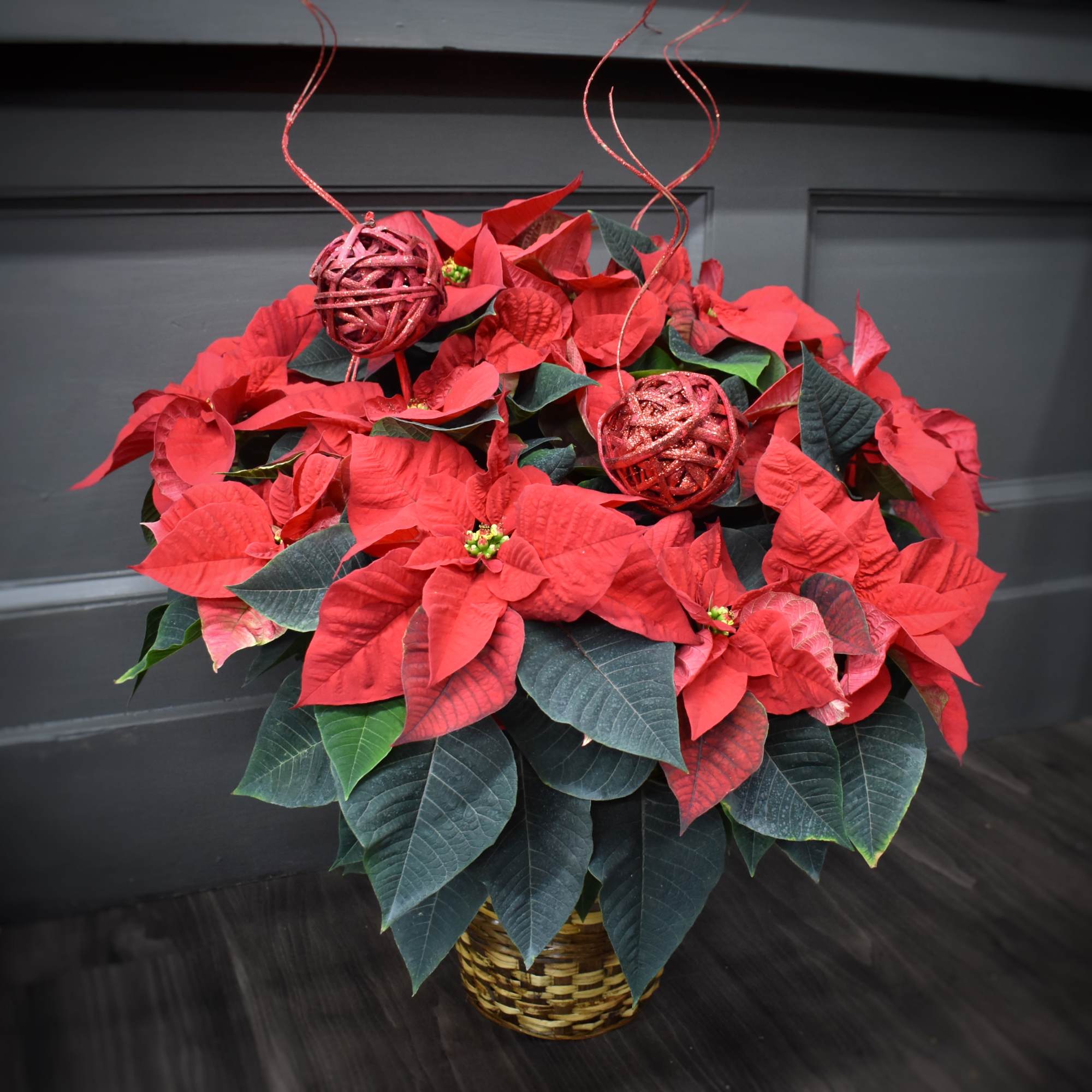 These beautiful Poinsettia plants are delivered in a basket with a festive