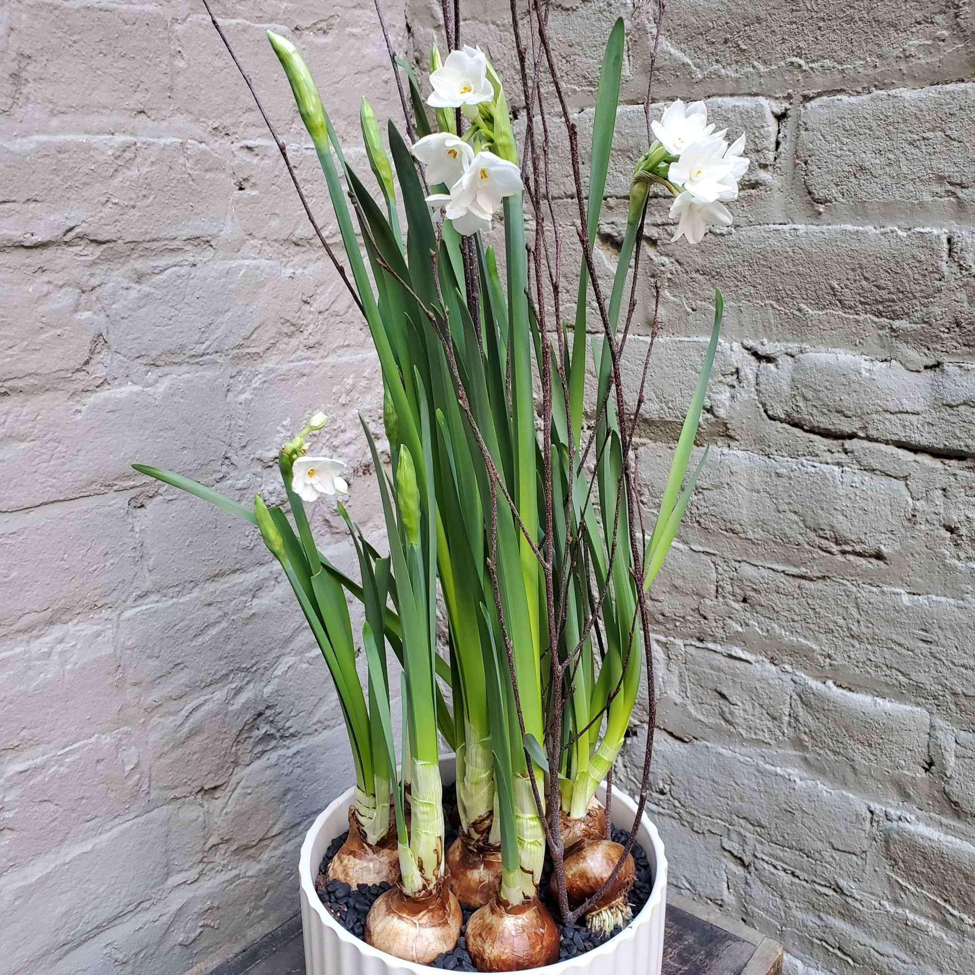 This classically stunning combination of paperwhite bulbs and fresh green moss in