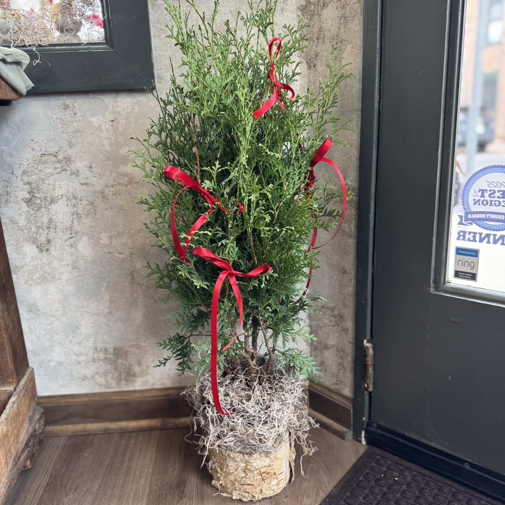 Bring a little living magic into your home this season with our