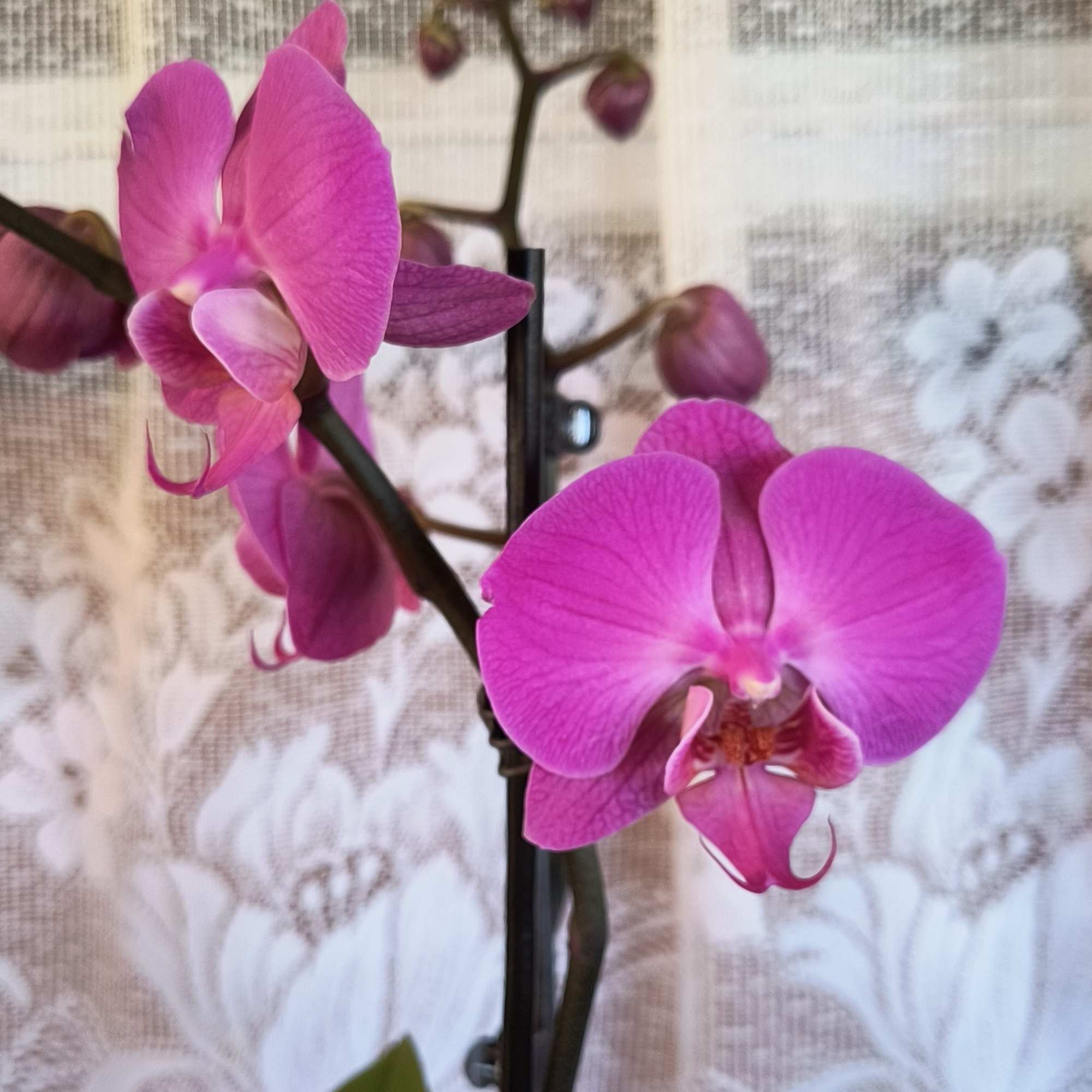 Elegant and precious the blooms of an orchid. This plant is displayed