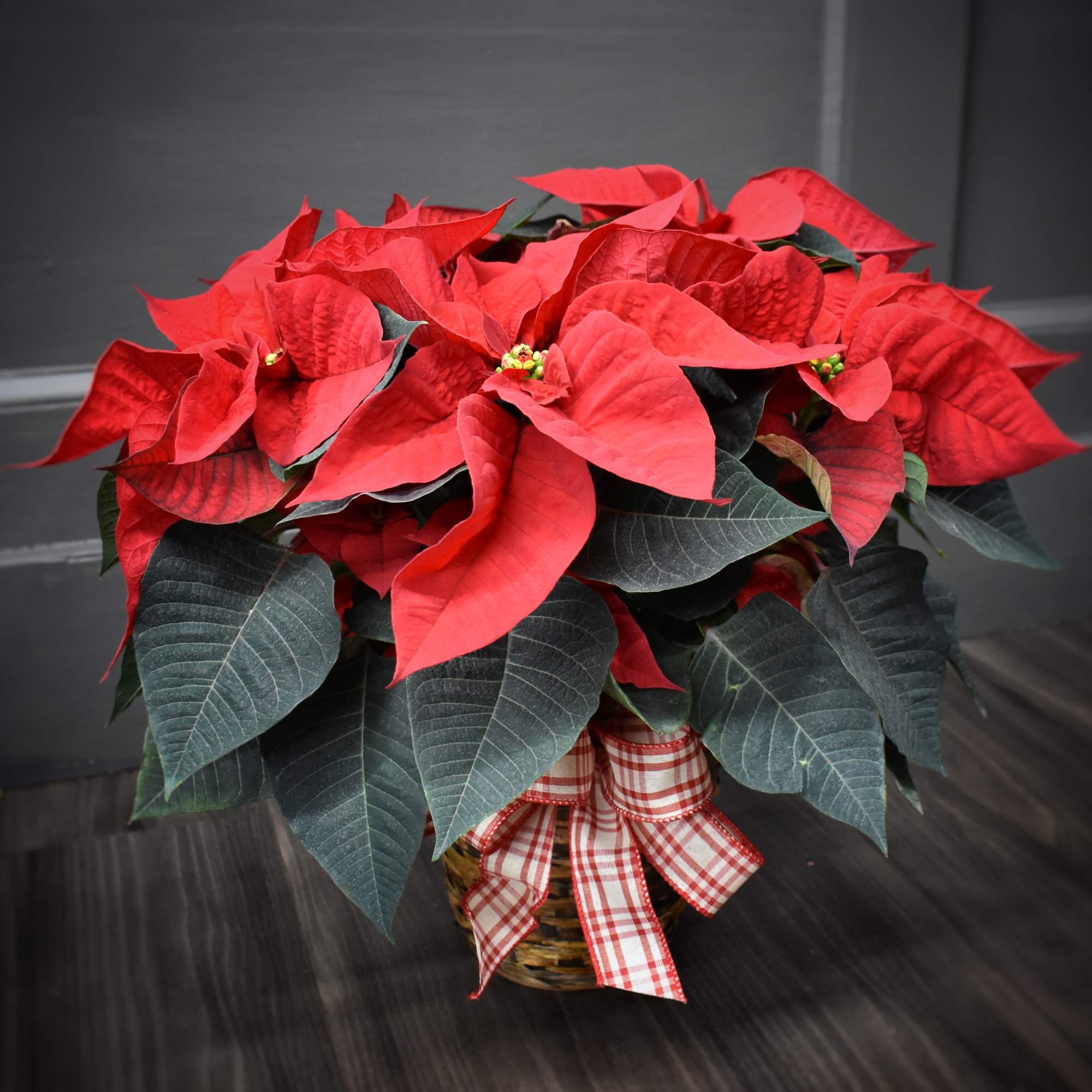 A unique, Minnesota grown poinsettia that come in either red, white or