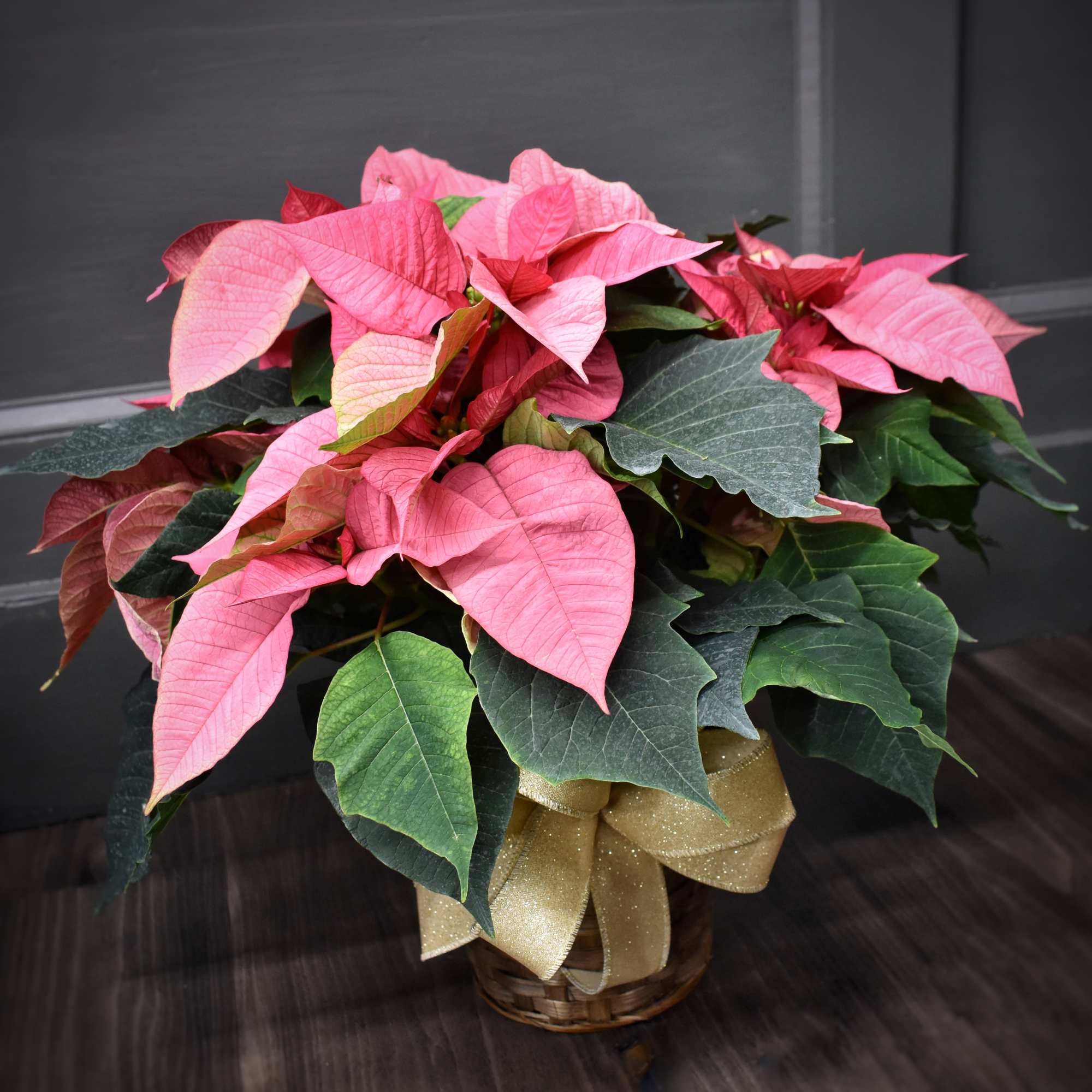 A unique, Minnesota grown poinsettia that come in either red, white or