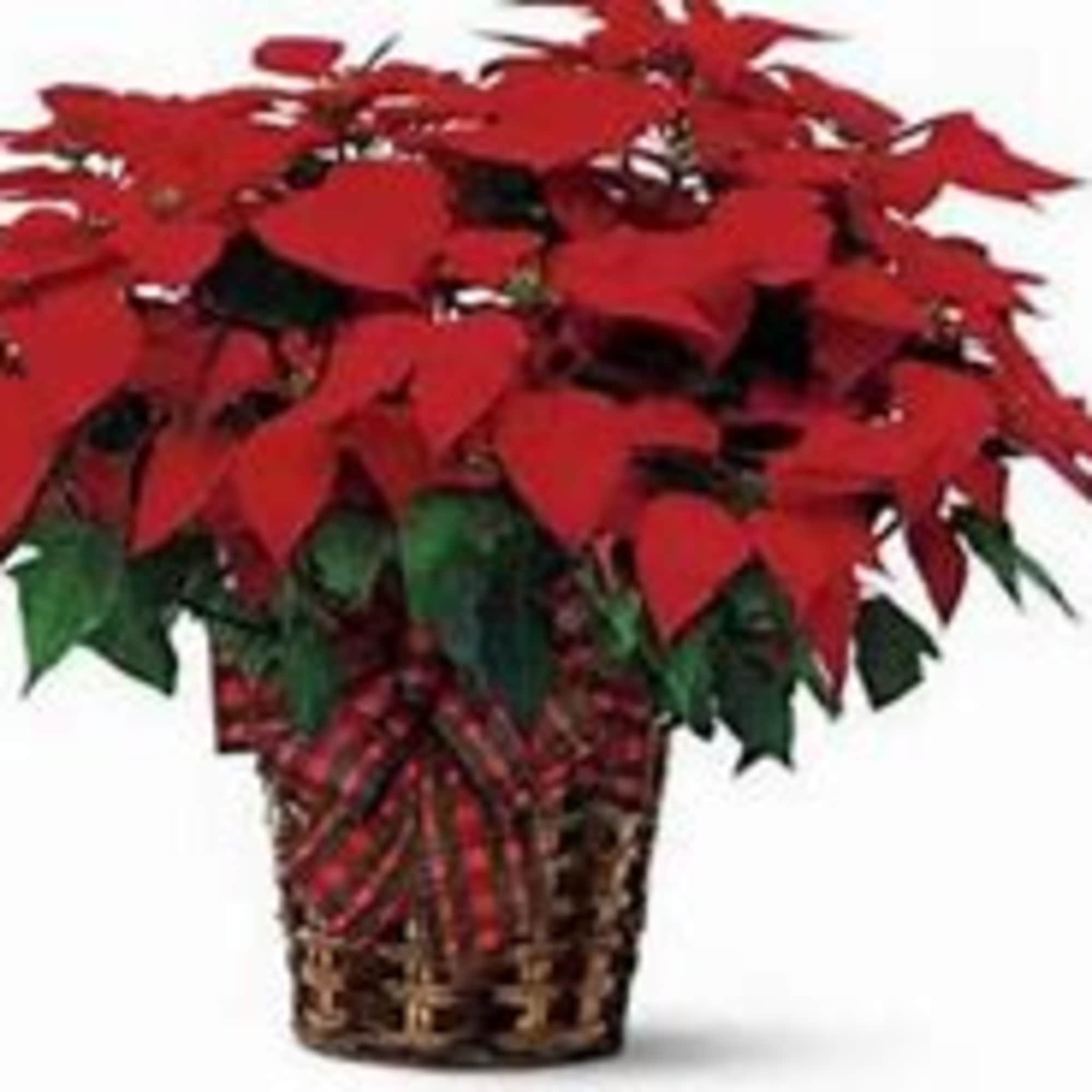 A large poinsettia is a popular holiday plant known for its vibrant