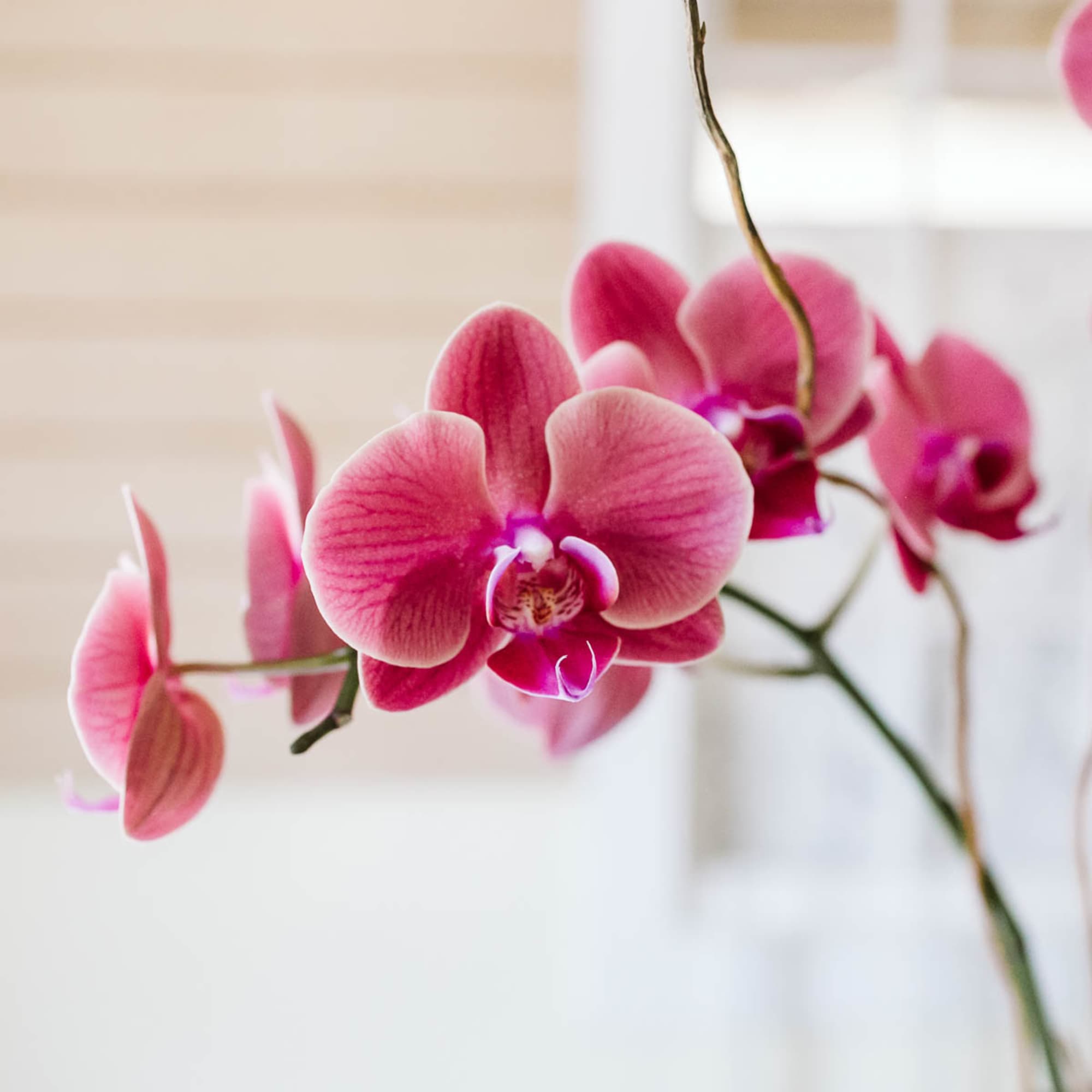 One Phaelaenopsis orchid placed in a beautiful glass, stone, or ceramic container.