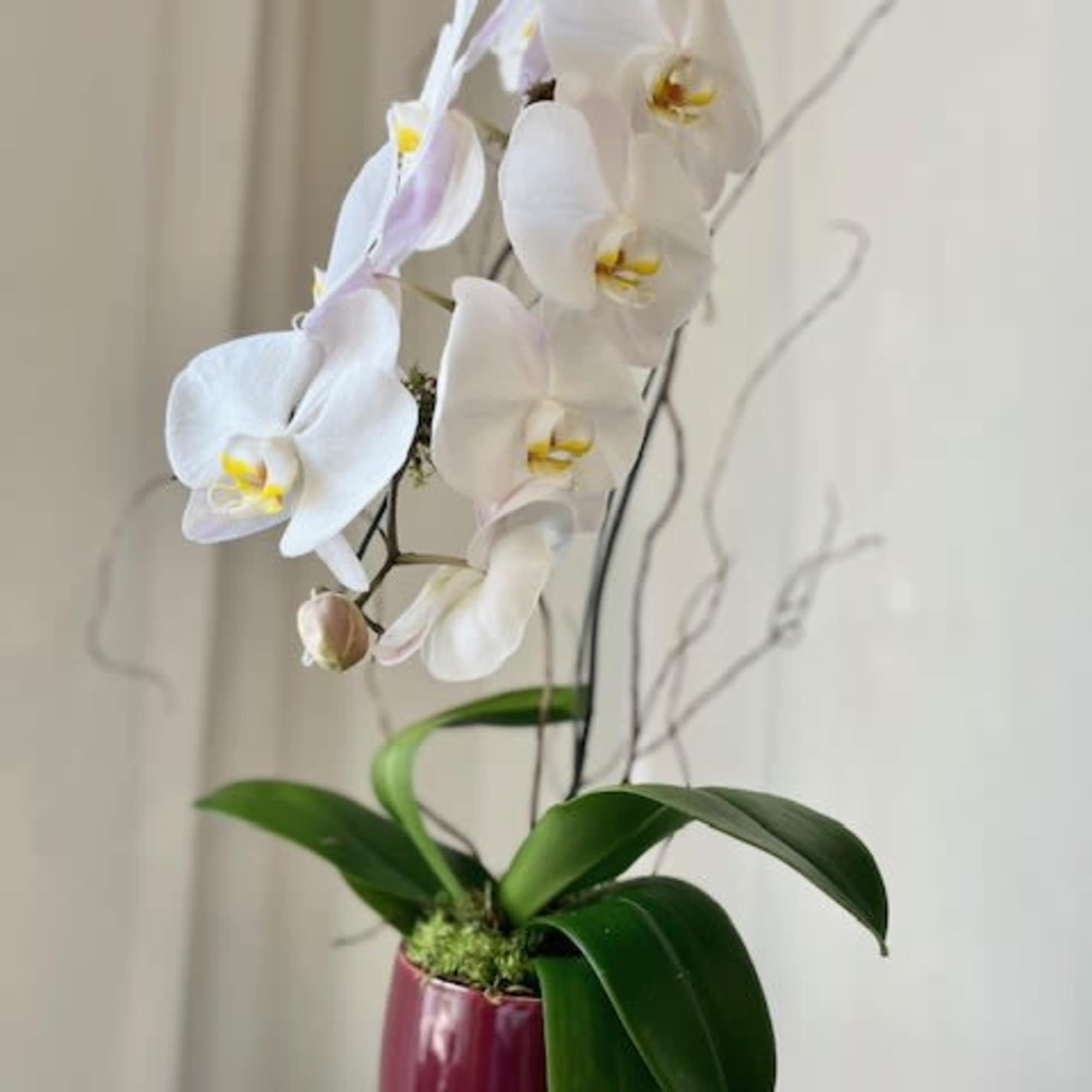 One Phaelaenopsis orchid placed in a beautiful glass, stone, or ceramic container.