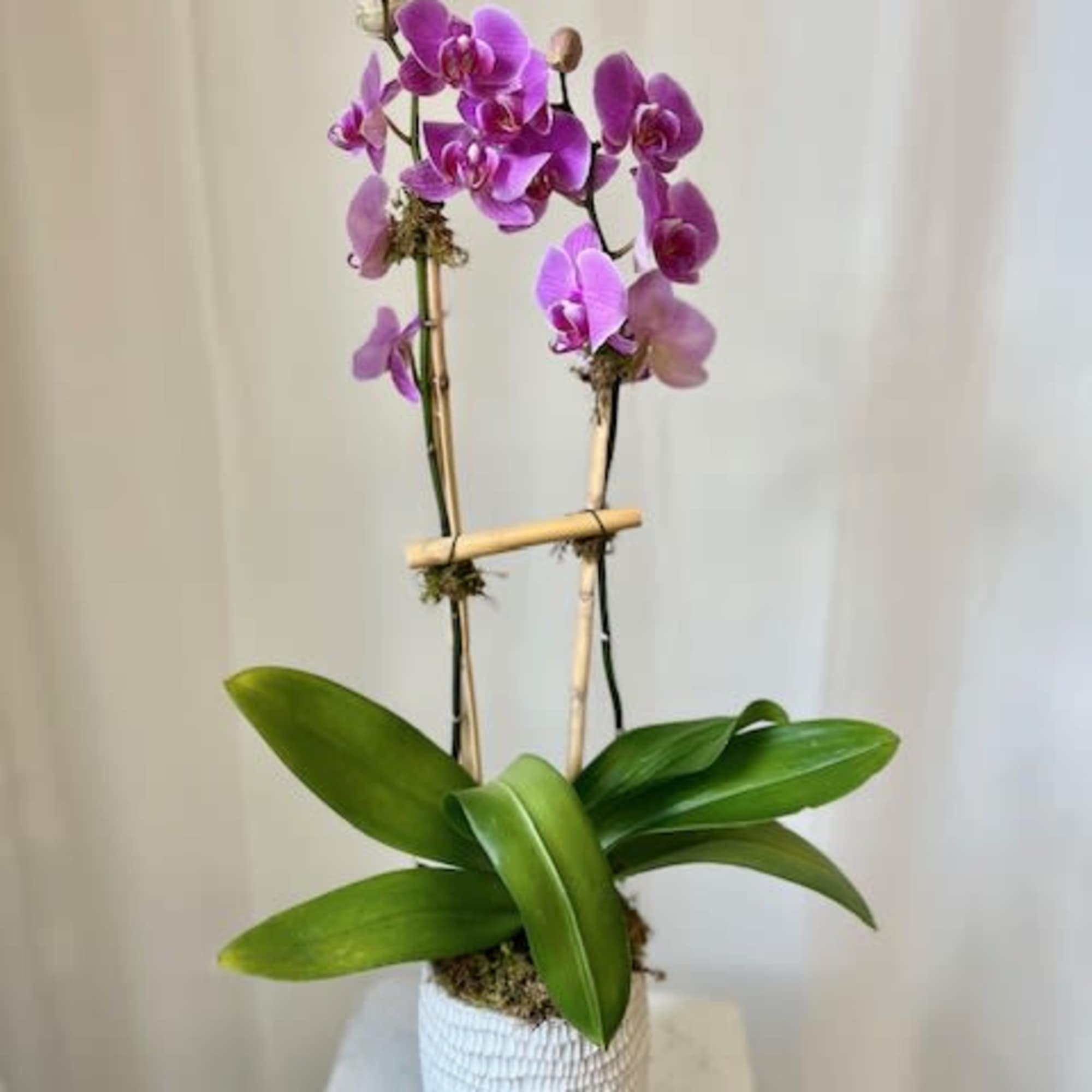 One Phaelaenopsis orchid placed in a beautiful glass, stone, or ceramic container.