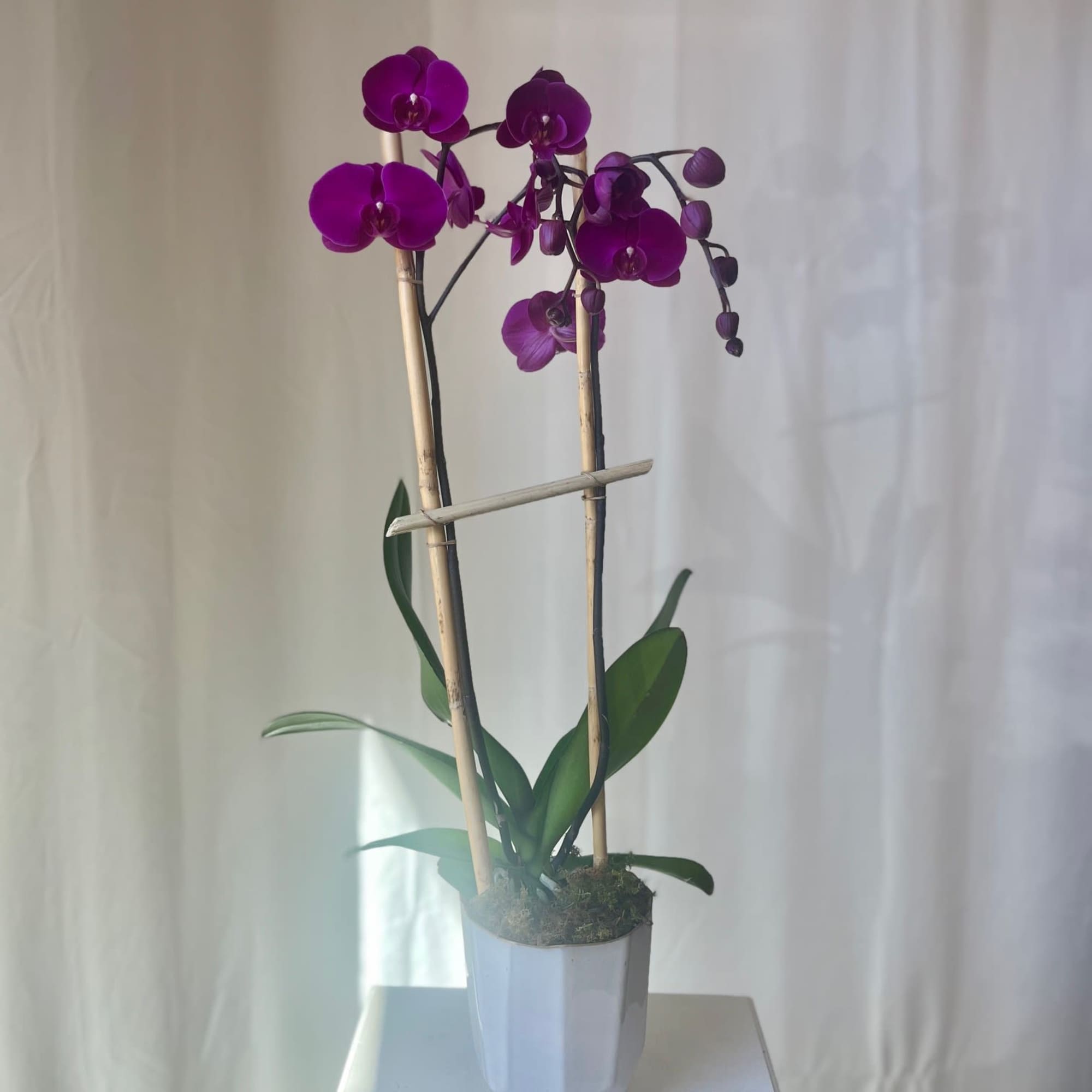 One Phaelaenopsis orchid placed in a beautiful glass, stone, or ceramic container.