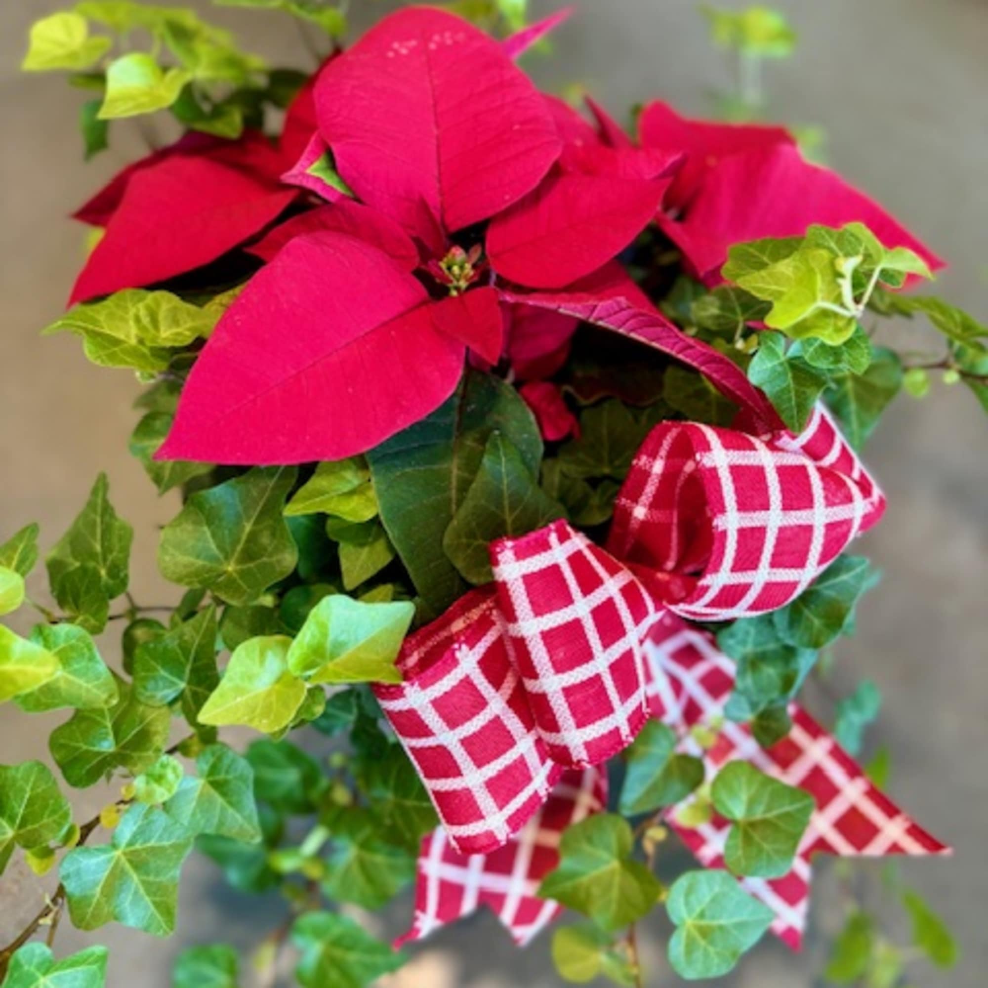 Our Poinsettia &amp; Ivy Garden is the perfect Christmas gift for the