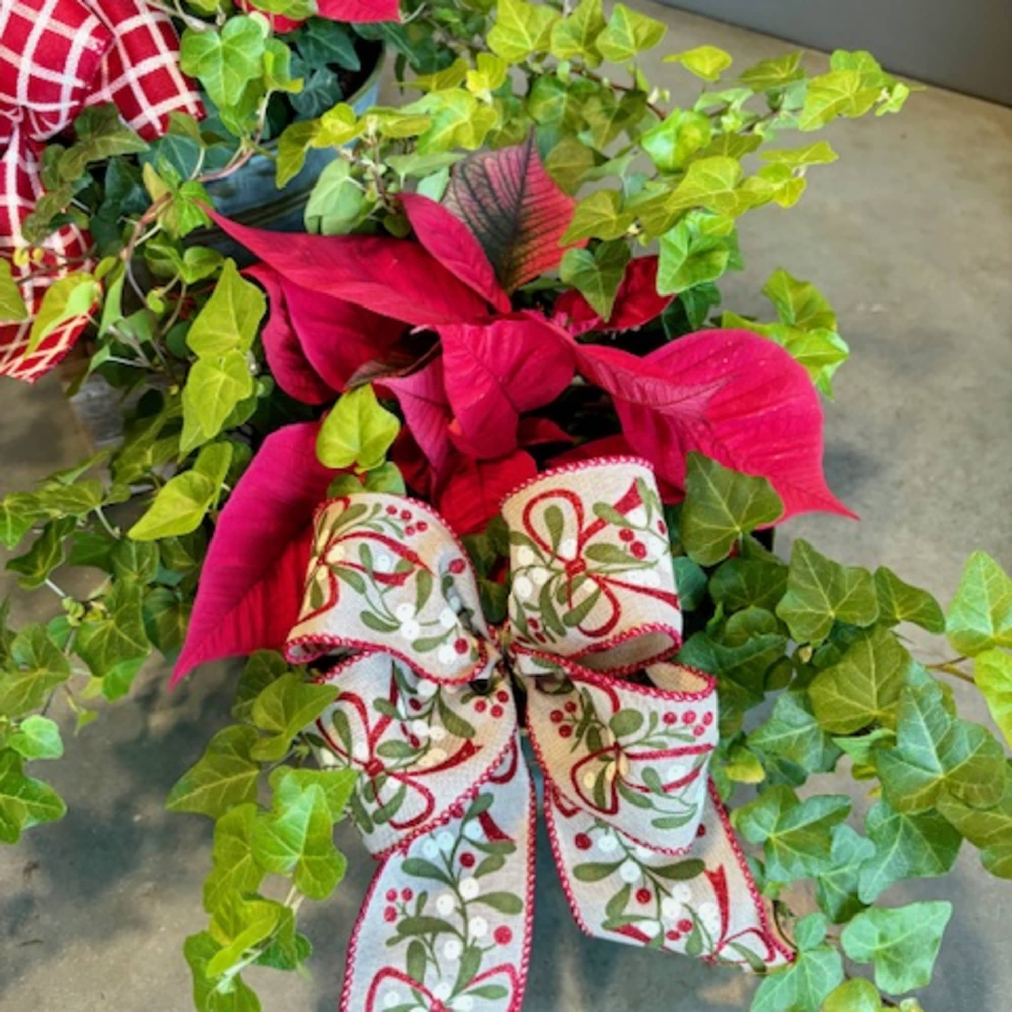 Our Poinsettia &amp; Ivy Garden is the perfect Christmas gift for the