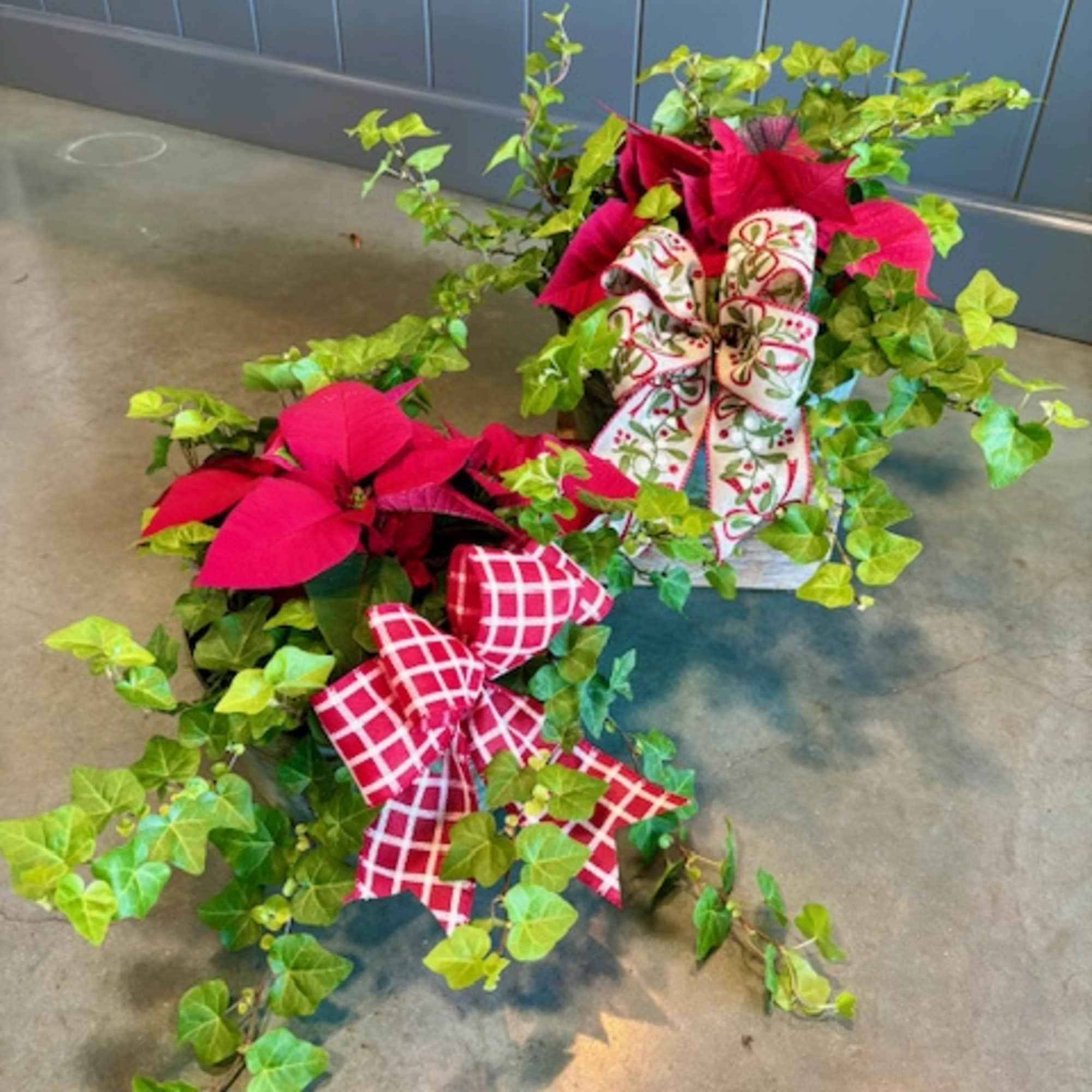 Our Poinsettia &amp; Ivy Garden is the perfect Christmas gift for the