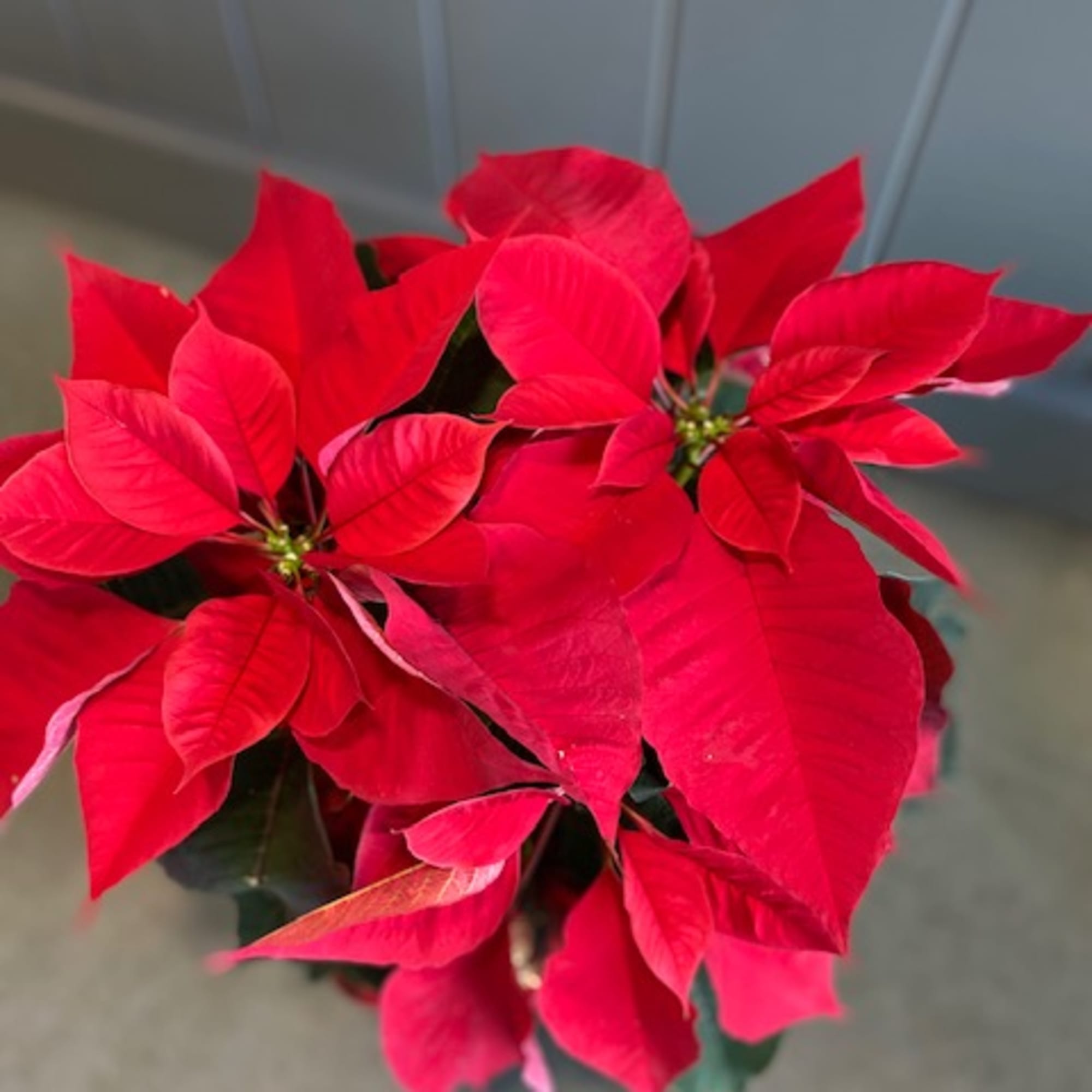 Bring the spirit of the holiday season indoors with the beautiful red