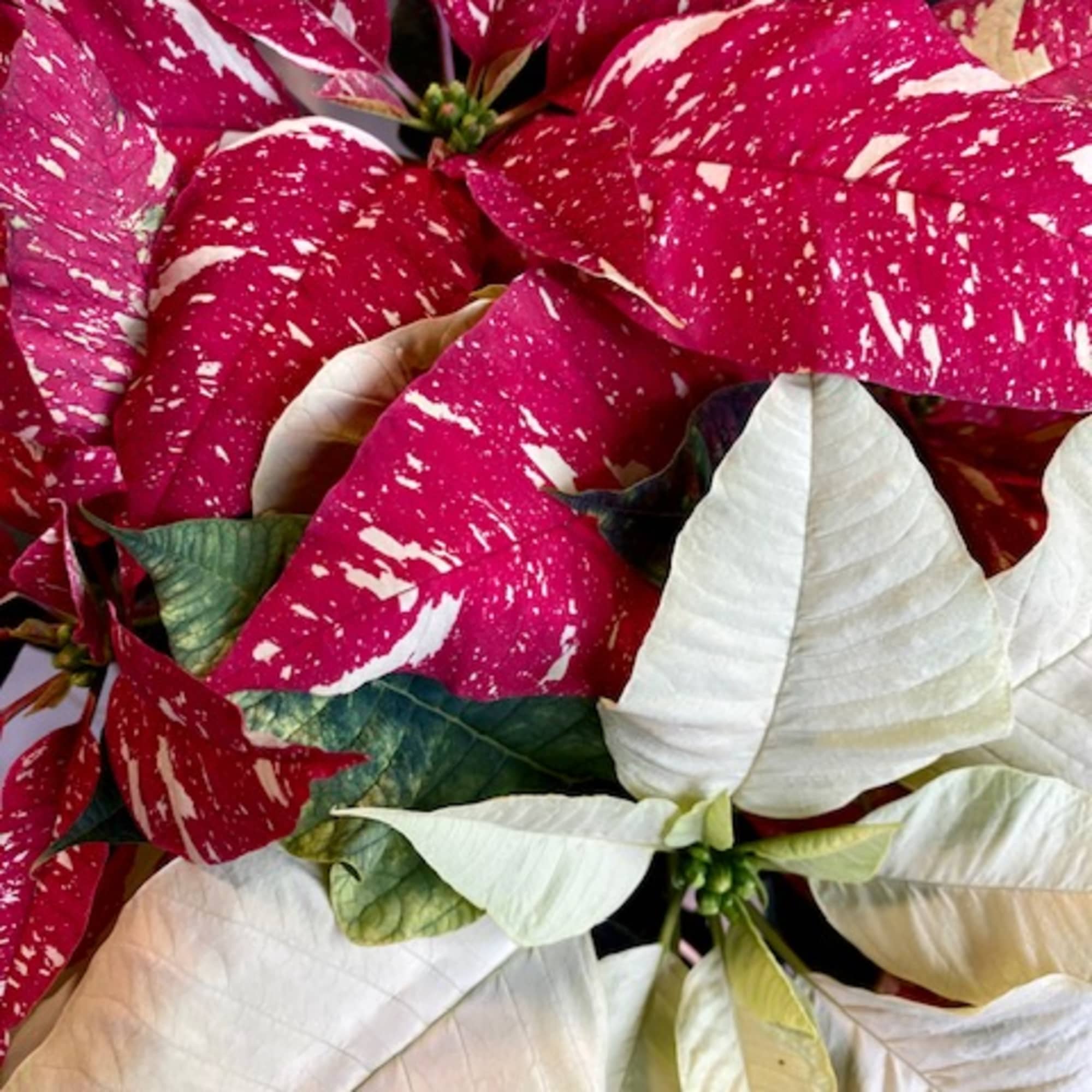 Bring the spirit of the holiday season indoors with the beautiful red