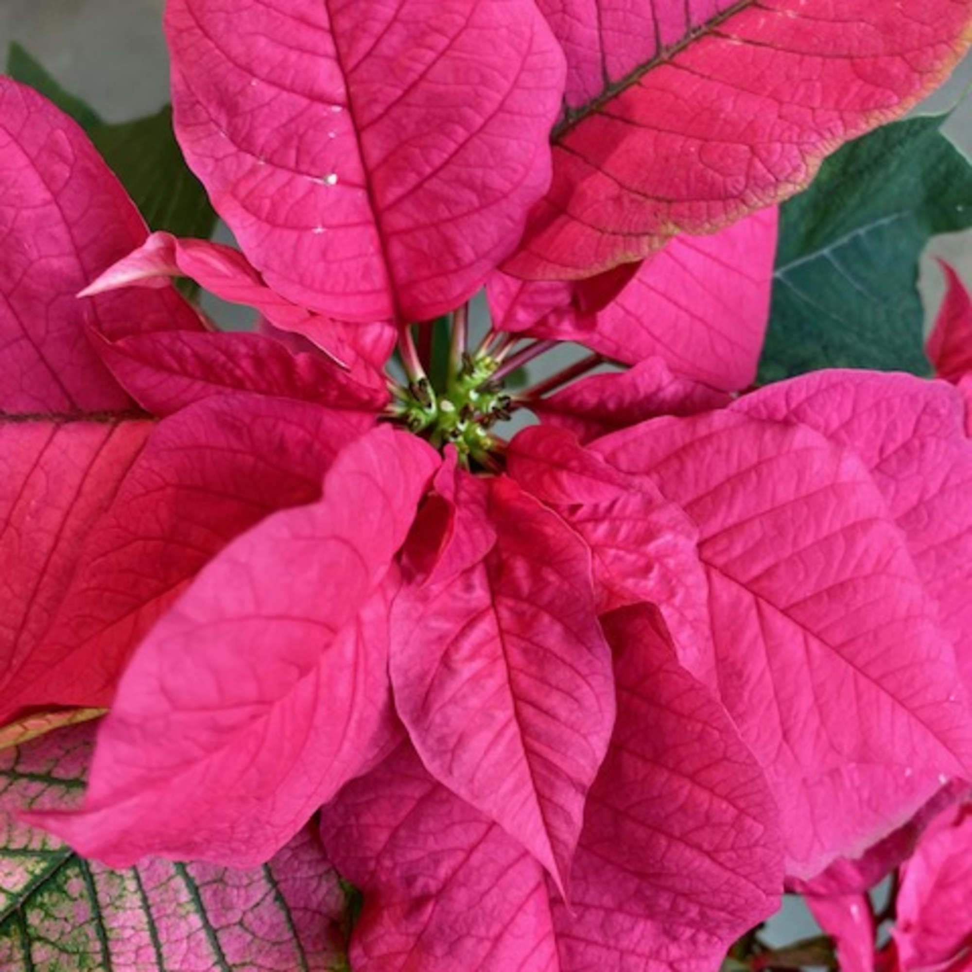 Bring the spirit of the holiday season indoors with the beautiful red