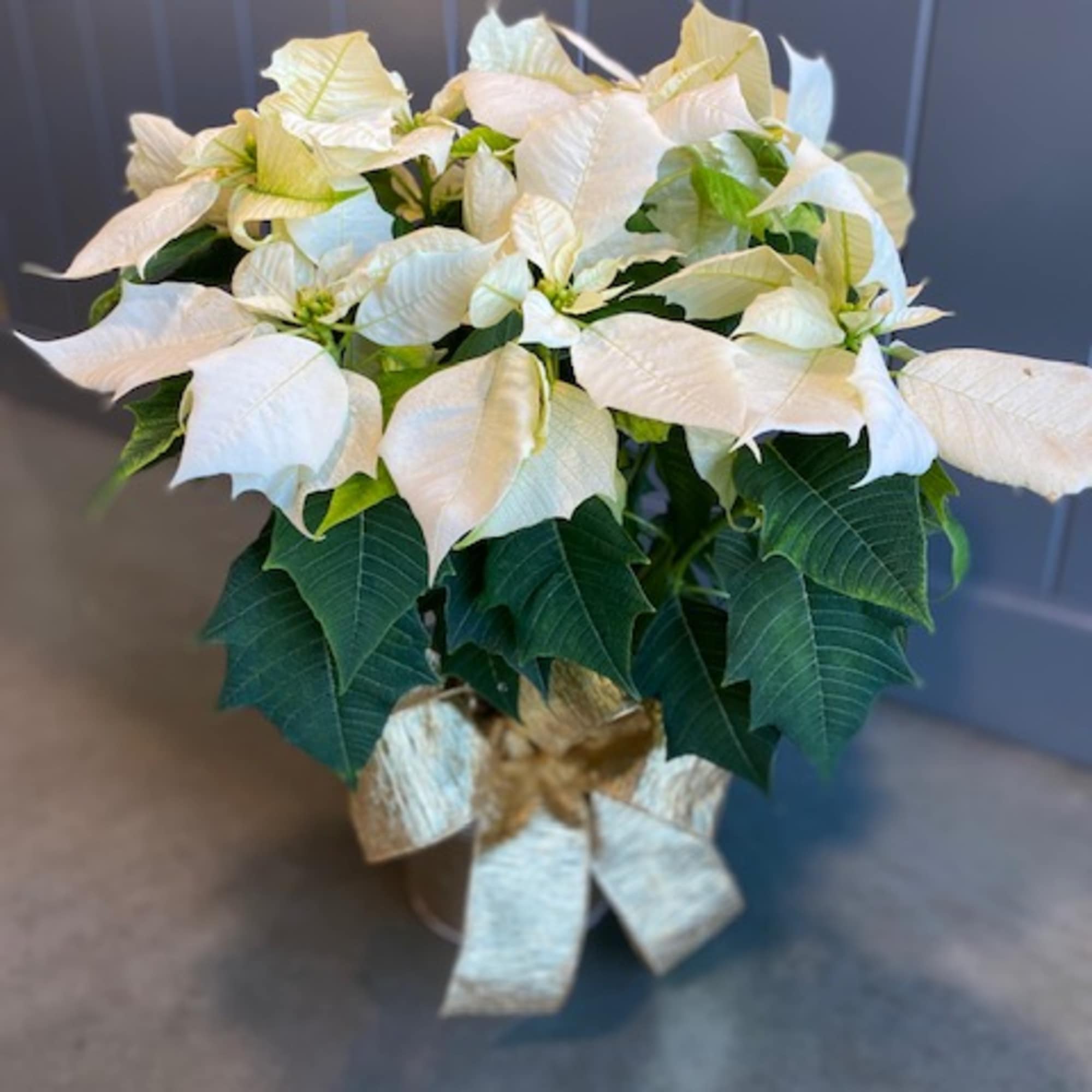 Bring the spirit of the holiday season indoors with the beautiful red