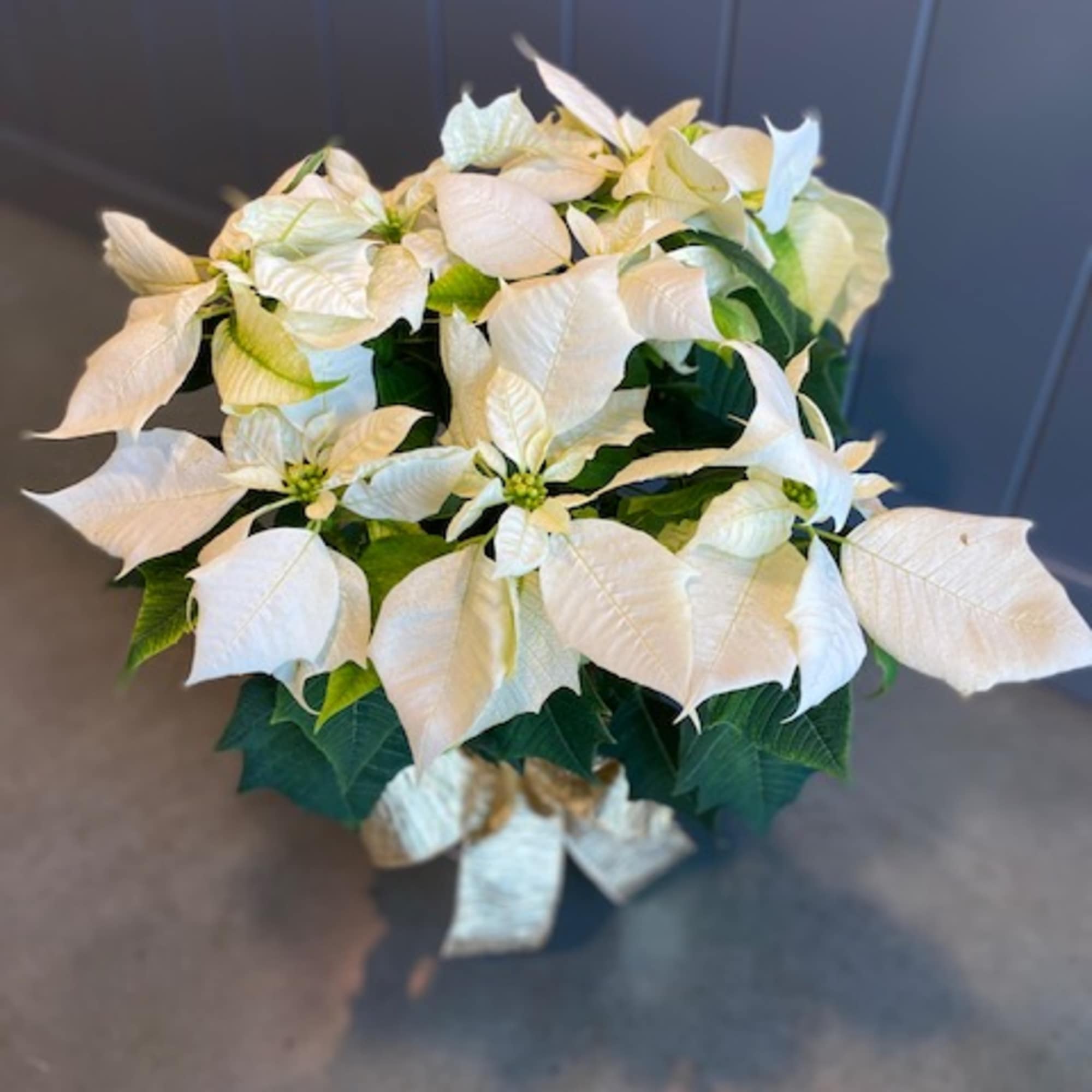 Bring the spirit of the holiday season indoors with the beautiful red