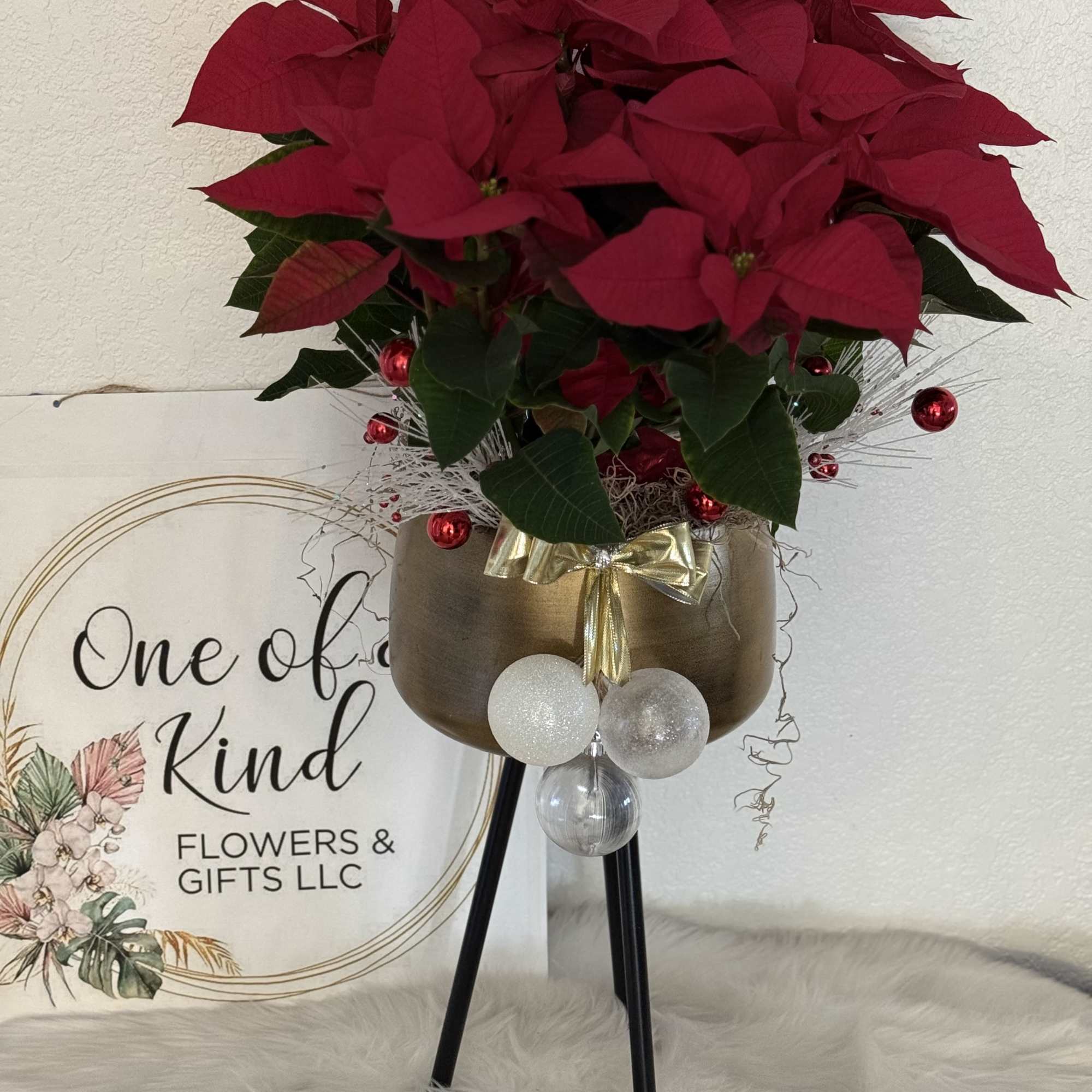 A beautiful Christmas poinsettia plant displayed in an elegant gold container, featuring